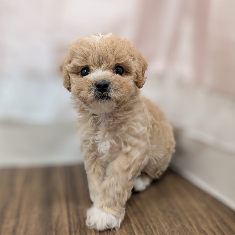 兵庫県のペキプー(ペキニーズ×プードル) (犬の家＆猫の里カナート西神戸店/2025年6月13日生まれ/女の子/アプリコット)の子犬の1枚目の画像