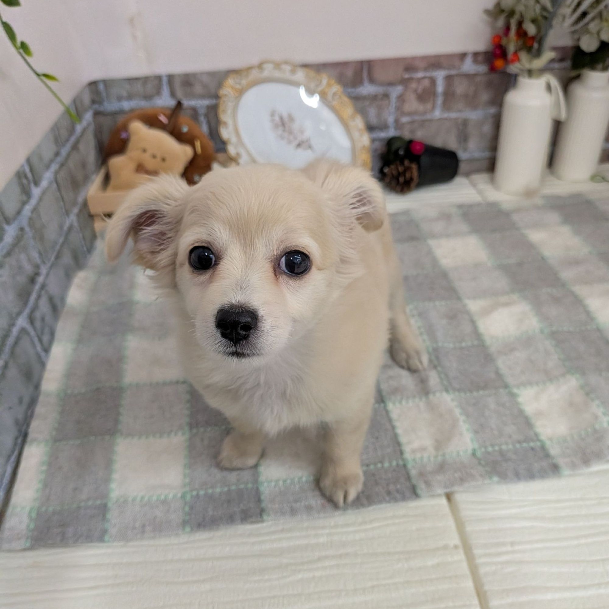 愛知県のチワックス(チワワ×ダックス) (犬の家＆猫の里碧南店/2025年7月26日生まれ/女の子/クリーム)の子犬の1枚目の画像