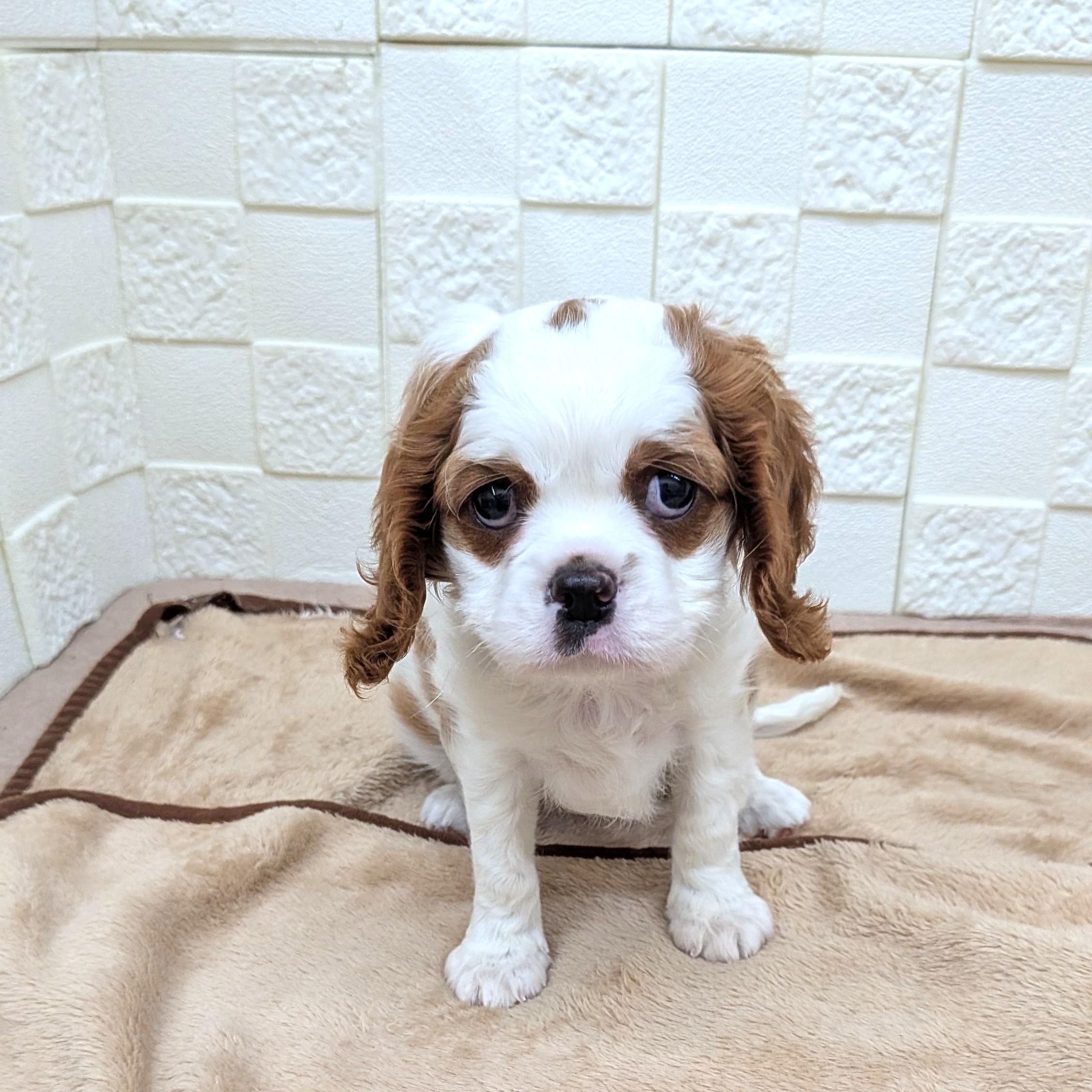 愛知県のキャバリアキングチャールズスパニエル (犬の家＆猫の里碧南店/2025年9月10日生まれ/女の子/ブレンハイム)の子犬の2枚目の画像