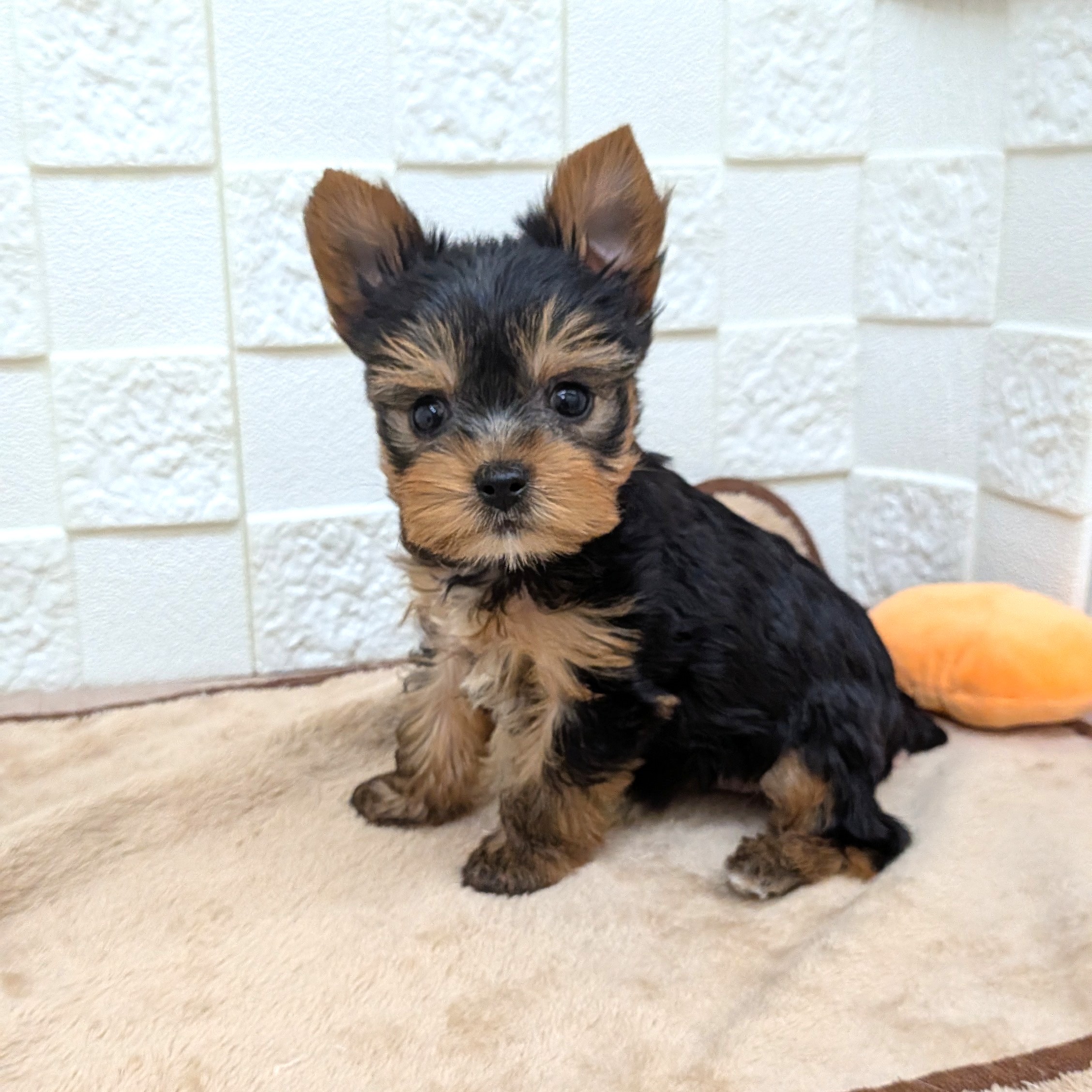 愛知県のヨークシャーテリア (犬の家＆猫の里碧南店/2025年9月8日生まれ/女の子/スチールブルータン)の子犬の2枚目の画像