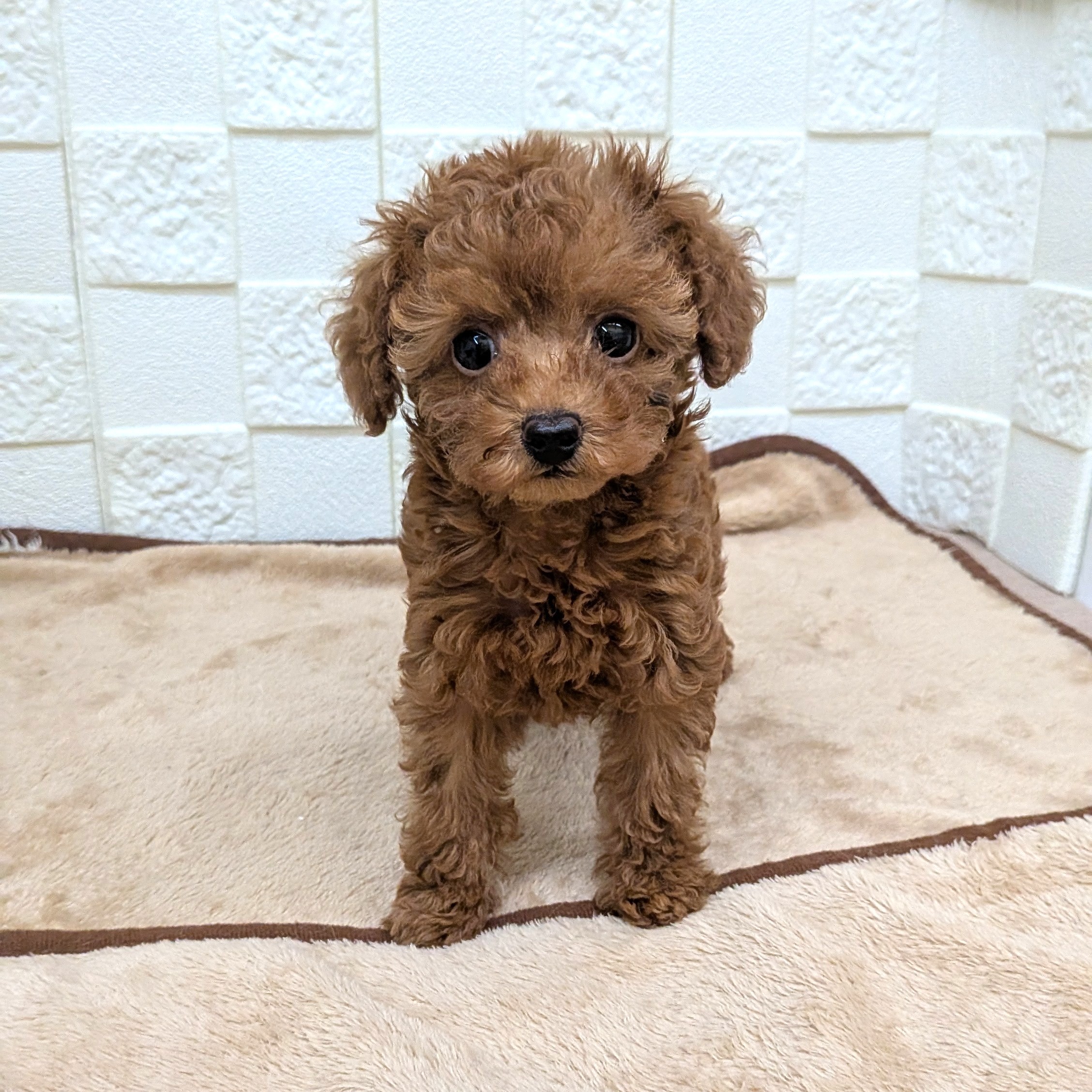 愛知県のトイプードル(タイニー) (犬の家＆猫の里碧南店/2025年9月1日生まれ/女の子/レッドフォーン)の子犬の1枚目の画像