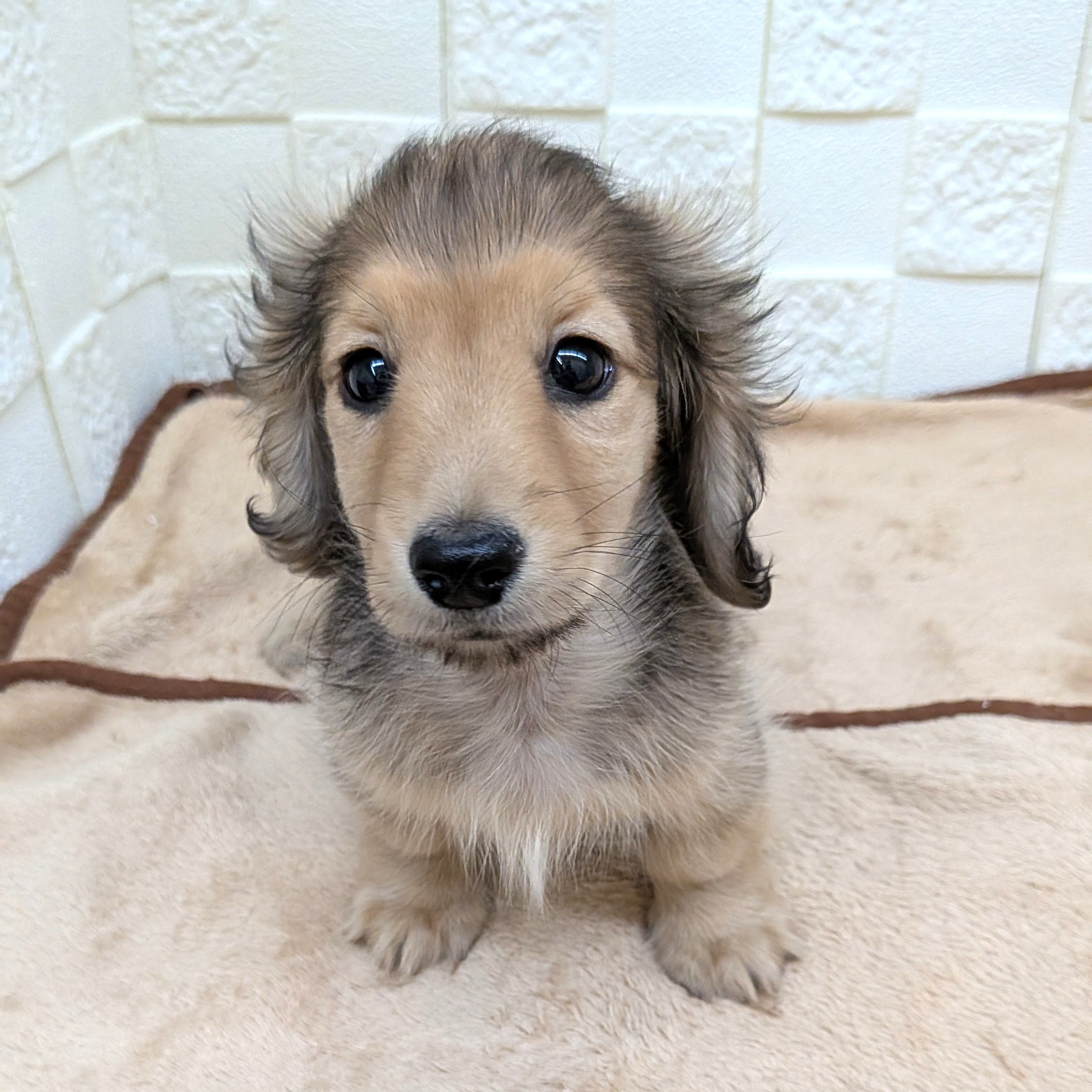 愛知県のカニンヘンダックスフンド(ロング) (犬の家＆猫の里碧南店/2025年9月14日生まれ/男の子/シェーデットイエロー)の子犬の2枚目の画像