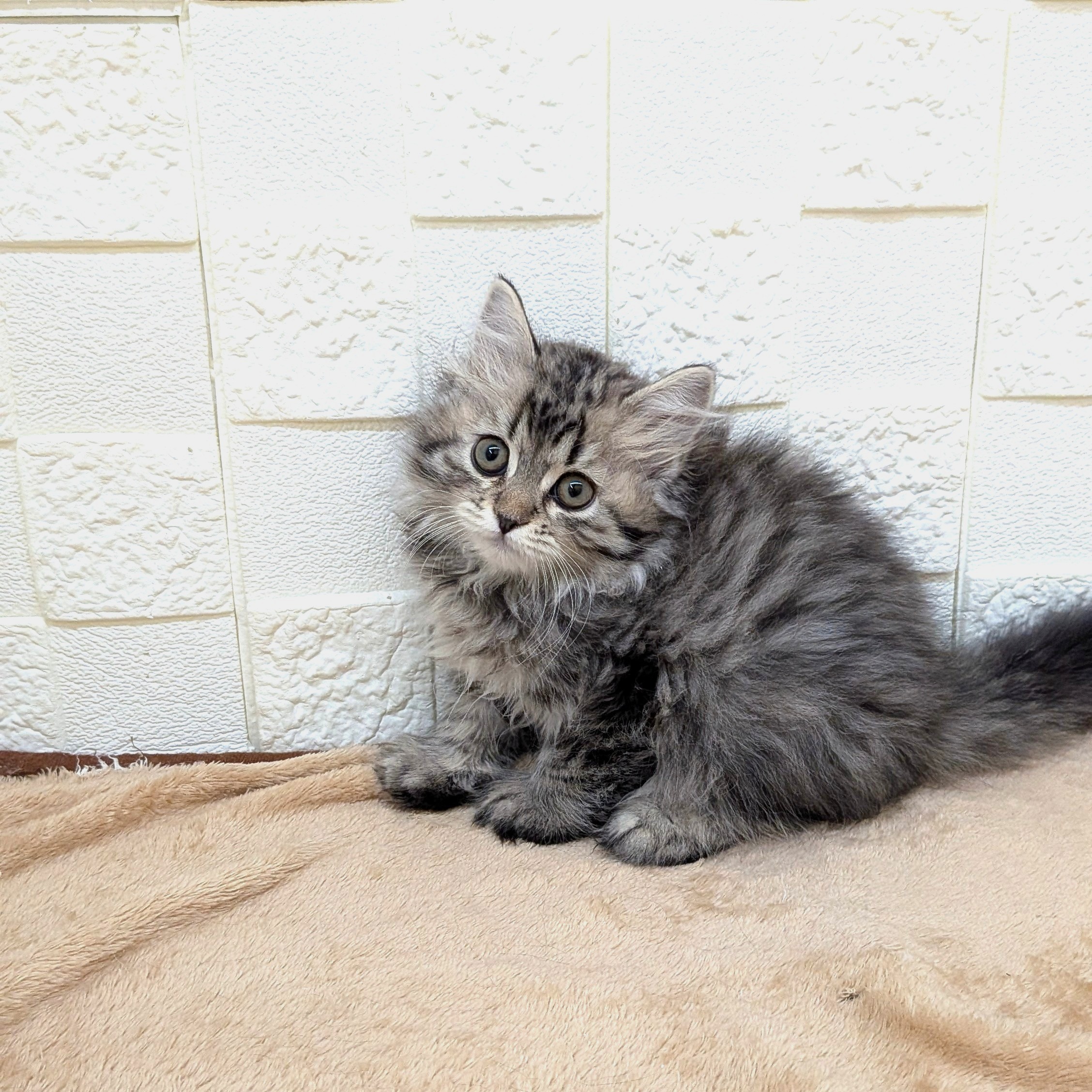 愛知県のスコティッシュストレート (犬の家＆猫の里碧南店/2025年9月12日生まれ/男の子/ブラウンタビー)の子猫の2枚目の画像