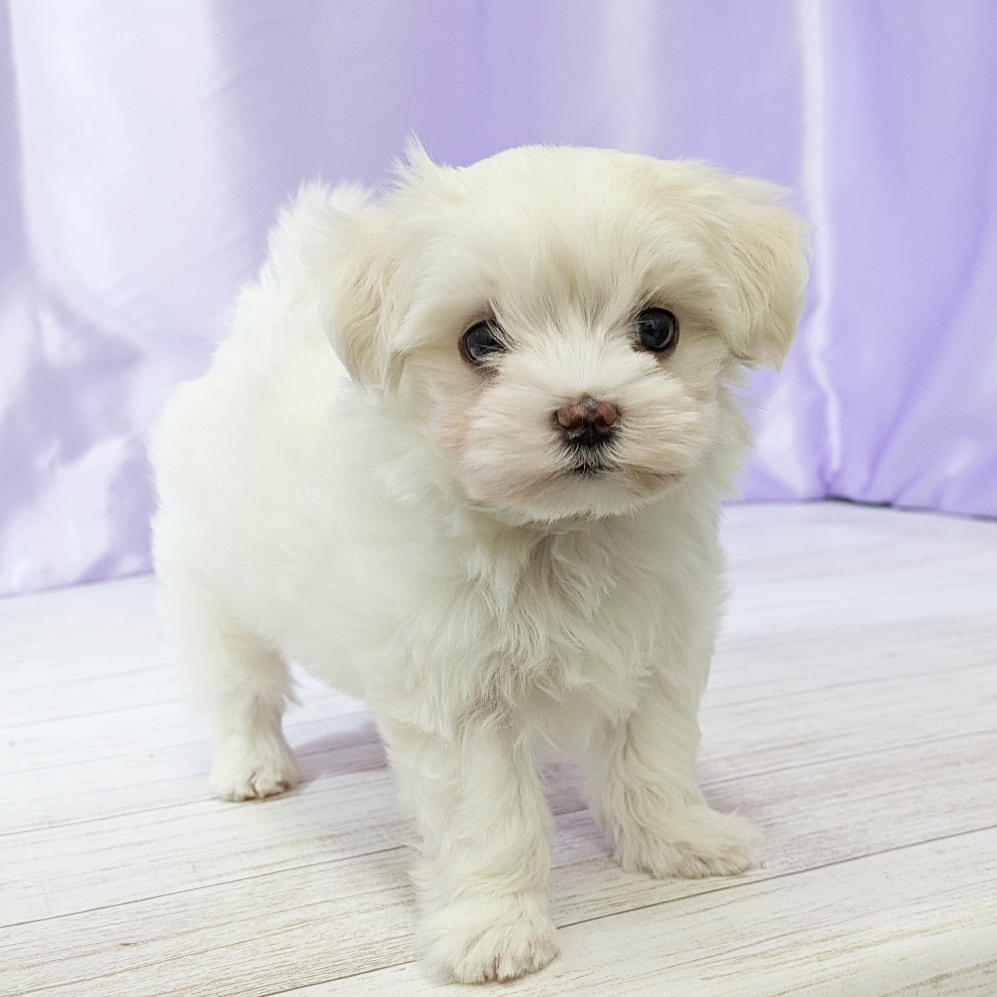 兵庫県のマルチーズ (犬の家＆猫の里尼崎店/2025年9月21日生まれ/女の子/ホワイト)の子犬の1枚目の画像