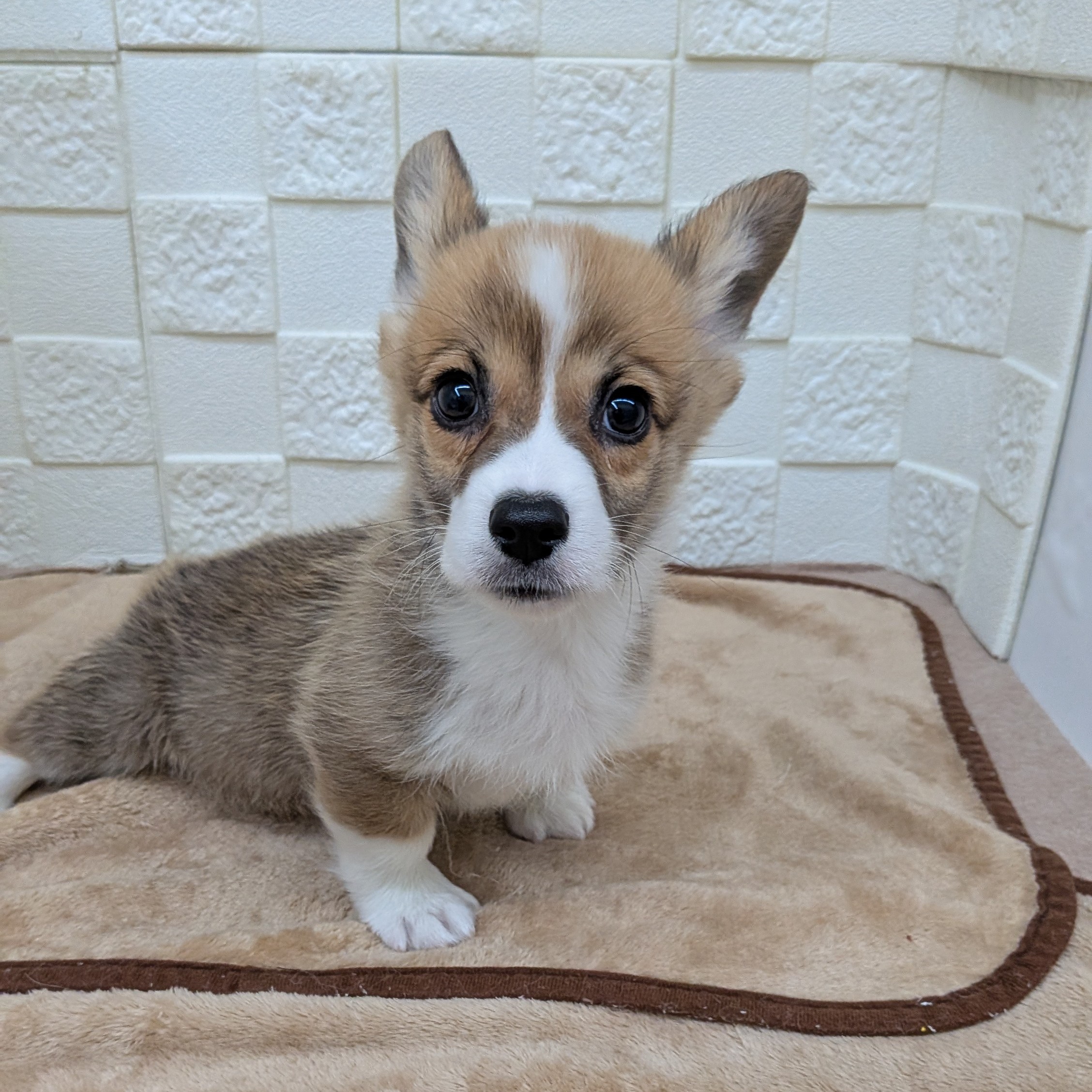 愛知県のウェルシュコーギーペンブローク (犬の家＆猫の里碧南店/2025年9月17日生まれ/男の子/レッドホワイト)の子犬の1枚目の画像