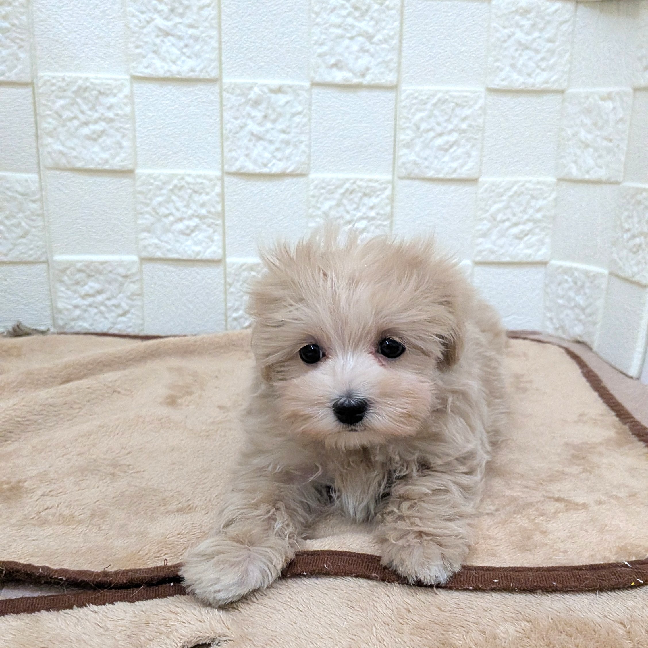 愛知県のマルプー(マルチーズ×プードル) (犬の家＆猫の里碧南店/2025年9月18日生まれ/女の子/クリームホワイト)の子犬の2枚目の画像