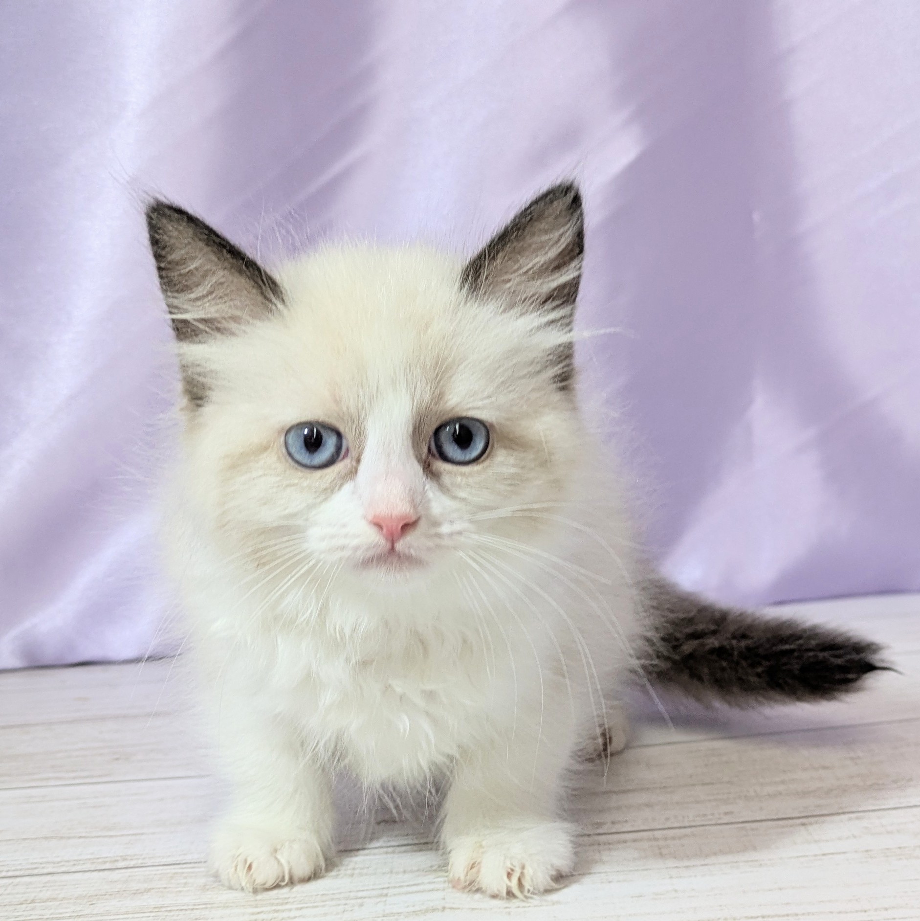 兵庫県のラグドール (犬の家＆猫の里尼崎店/2025年10月26日生まれ/女の子/シールポイントバイカラー)の子猫の1枚目の画像