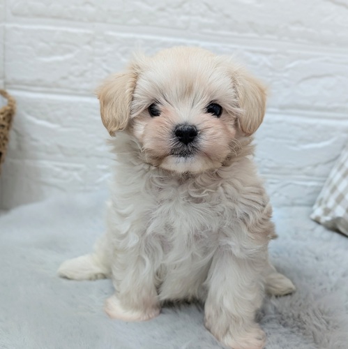 愛知県のマルプー(マルチーズ×プードル) (犬の家＆猫の里豊川インター店/2025年12月6日生まれ/男の子/クリーム)の子犬の1枚目の画像