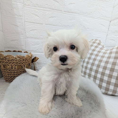 愛知県のハーフ犬・ミックス犬 (犬の家＆猫の里豊川インター店/2025年12月21日生まれ/男の子/ホワイト)の子犬の1枚目の画像