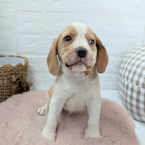 愛知県のビーグル (犬の家＆猫の里豊川インター店/2025年12月21日生まれ/女の子/レモンホワイト)の子犬の1枚目の画像