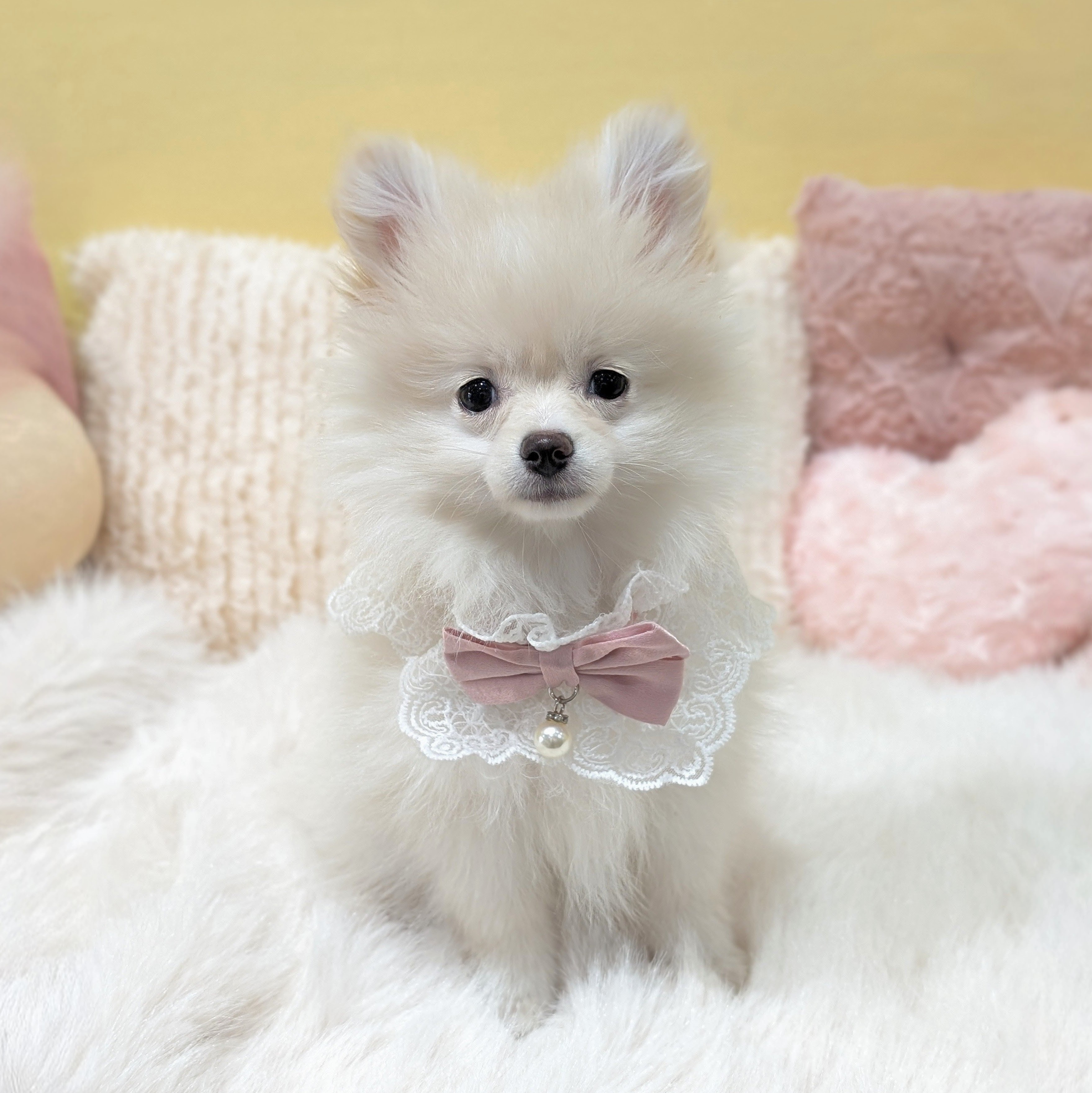 神奈川県のポメラニアン (犬の家＆猫の里元住吉ブレーメン通り店/2025年11月18日生まれ/女の子/クリーム)の子犬の1枚目の画像