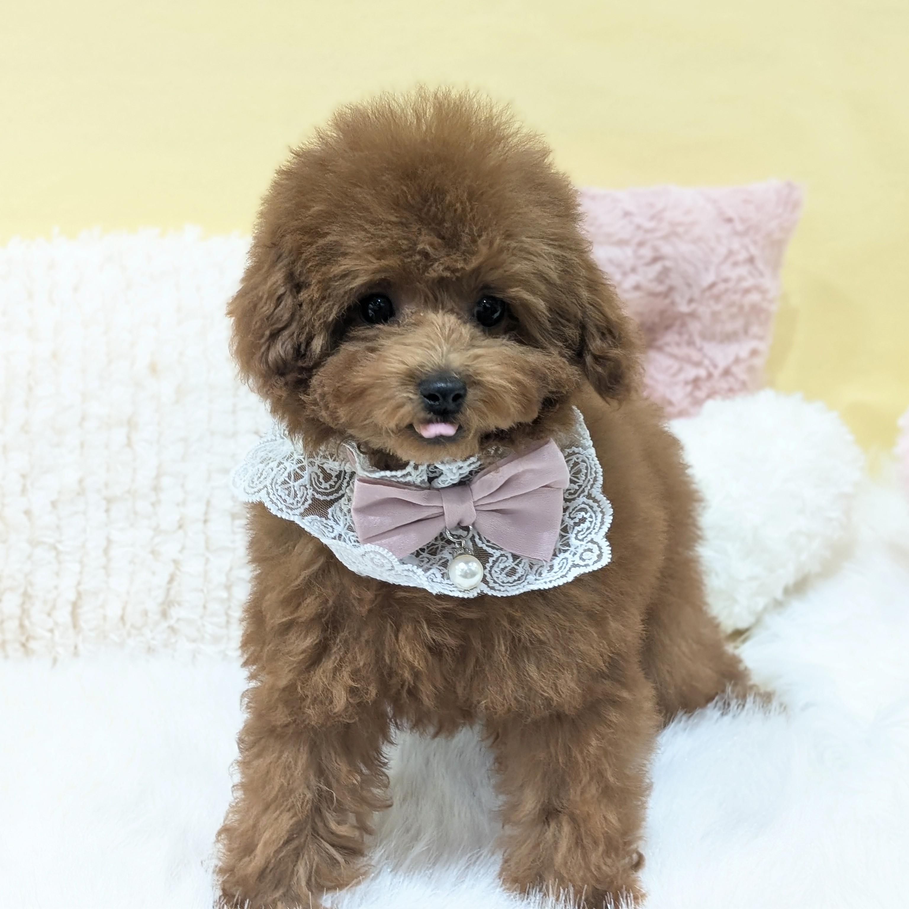 神奈川県のトイプードル(タイニー) (犬の家＆猫の里元住吉ブレーメン通り店/2025年10月26日生まれ/女の子/レッド)の子犬の2枚目の画像