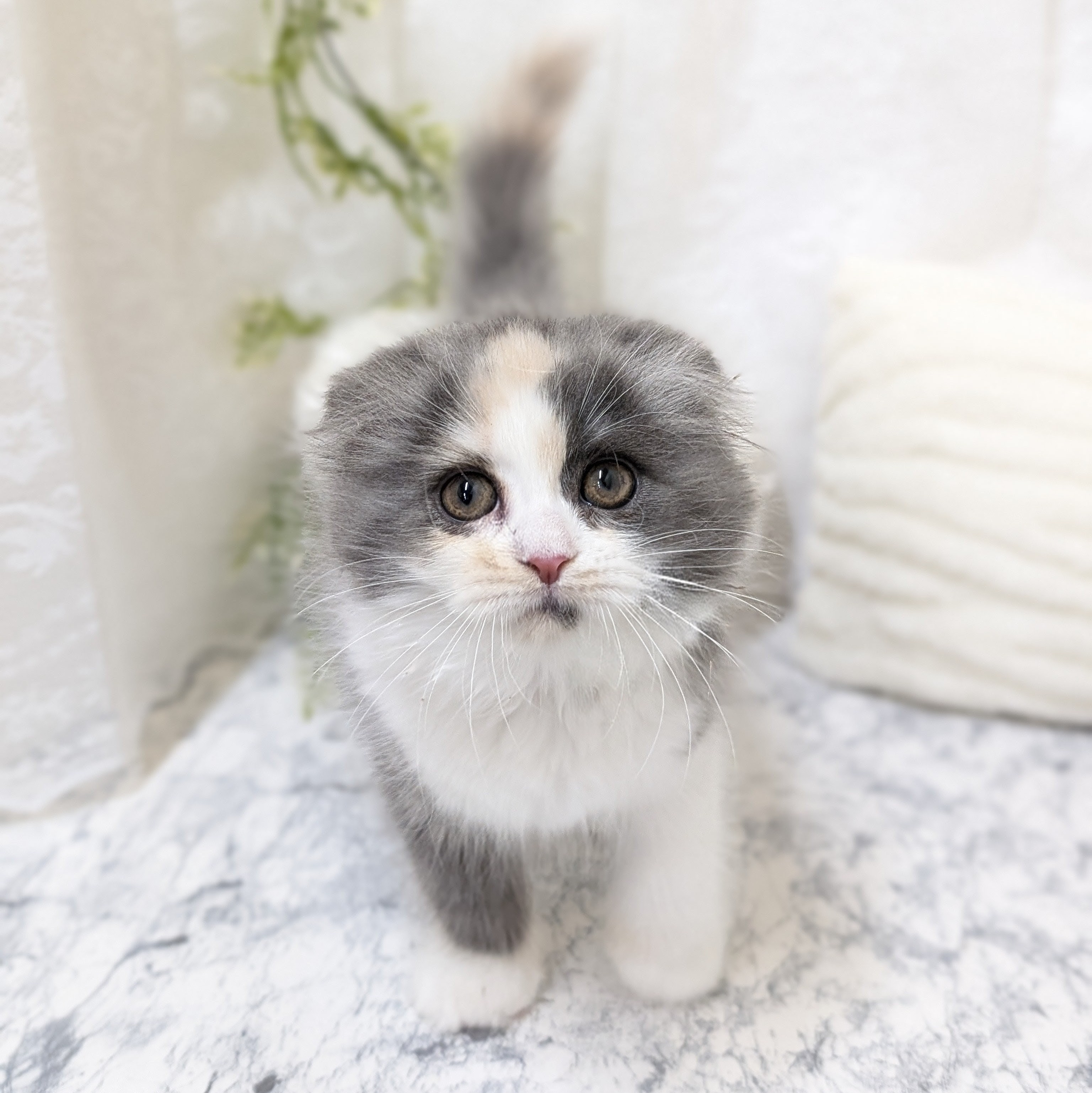 愛知県のスコティッシュフォールド (犬の家＆猫の里安城店/2026年1月15日生まれ/女の子/ブルーシルバーパッチドタビーホワイト)の子猫の1枚目の画像