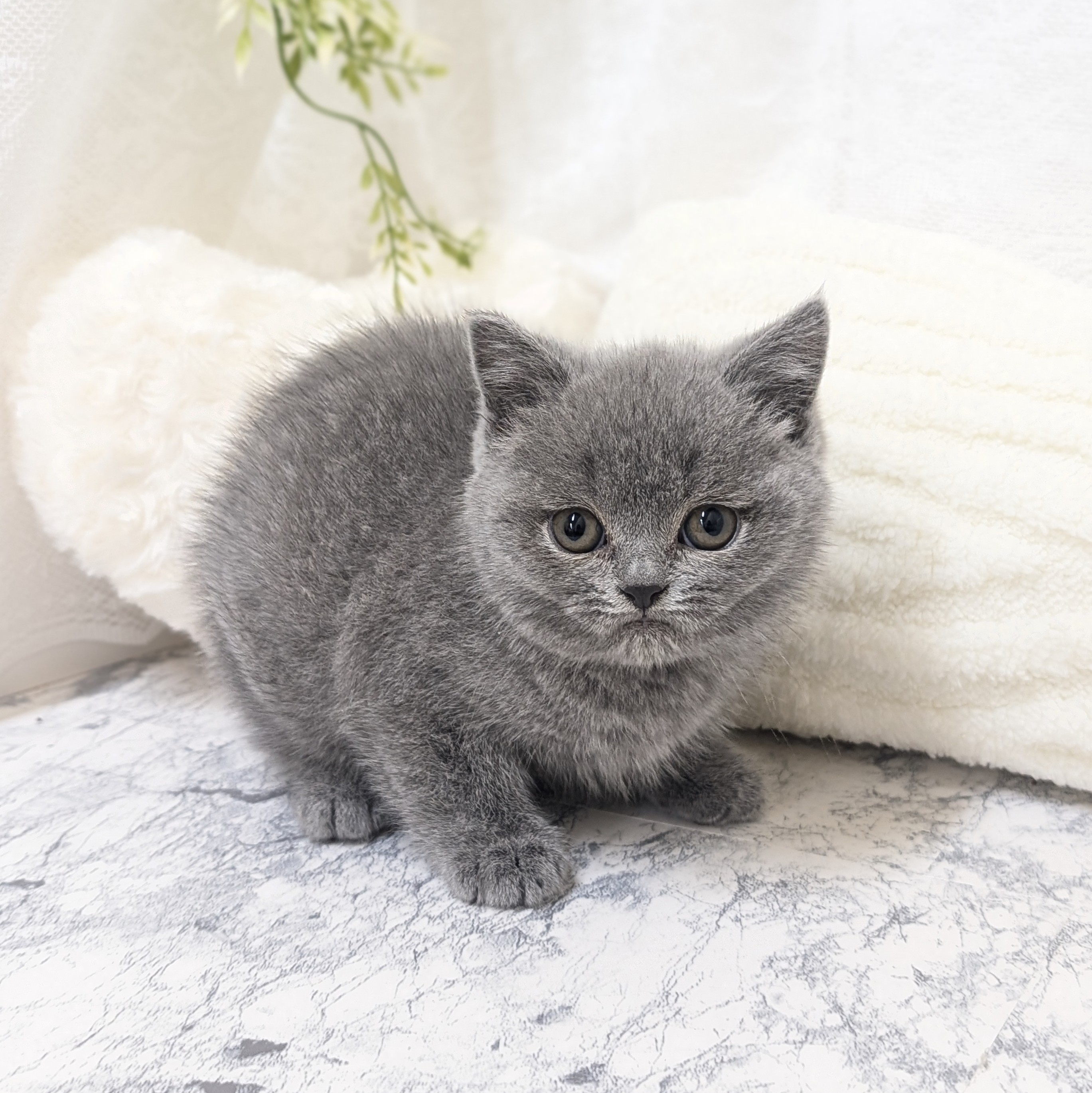愛知県のブリティッシュショートヘアー (犬の家＆猫の里安城店/2026年1月16日生まれ/女の子/ブルー)の子猫の1枚目の画像