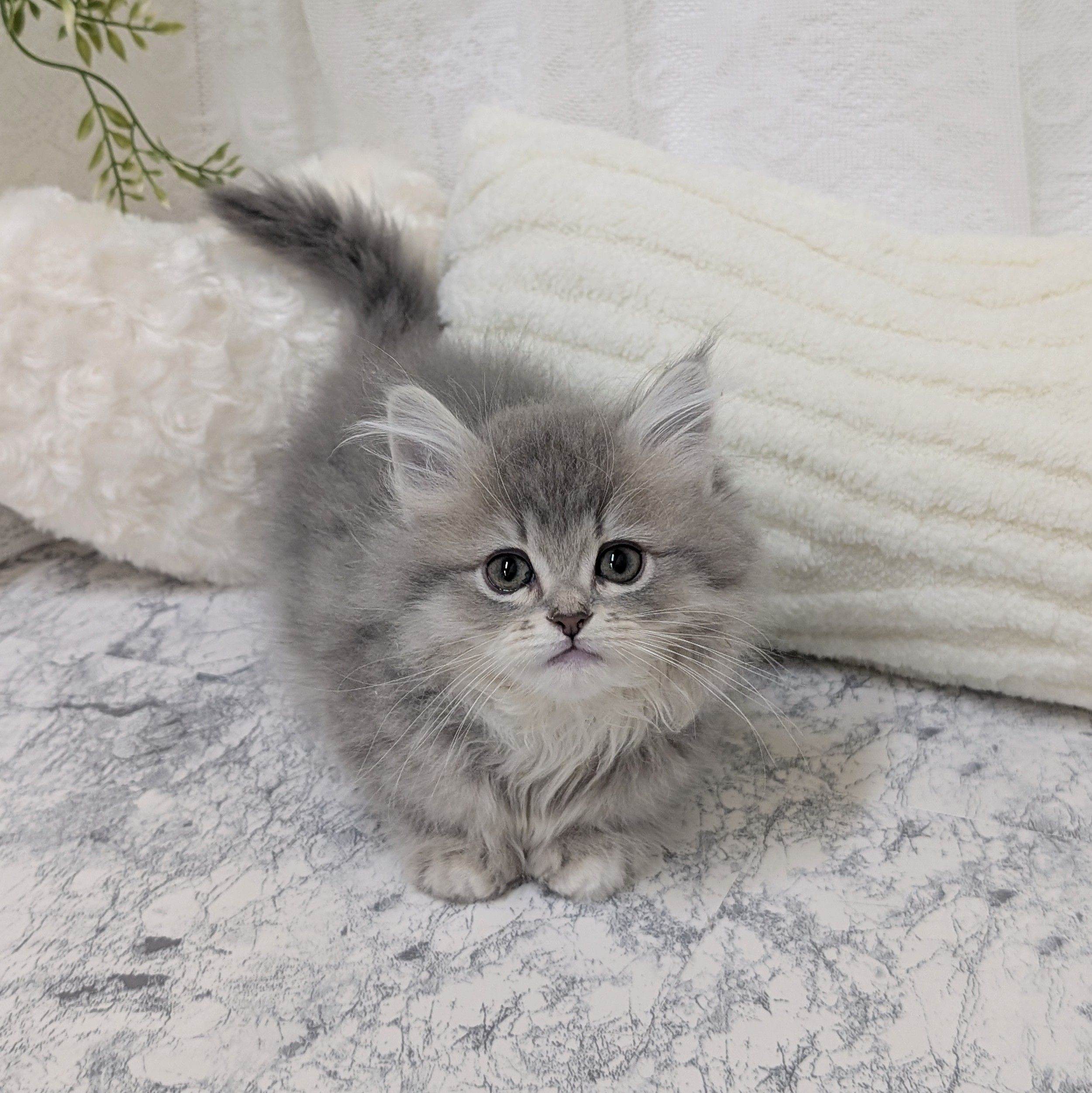 愛知県のミヌエット (犬の家＆猫の里安城店/2026年1月10日生まれ/女の子/ブルーパッチドタビーホワイト)の子猫の2枚目の画像