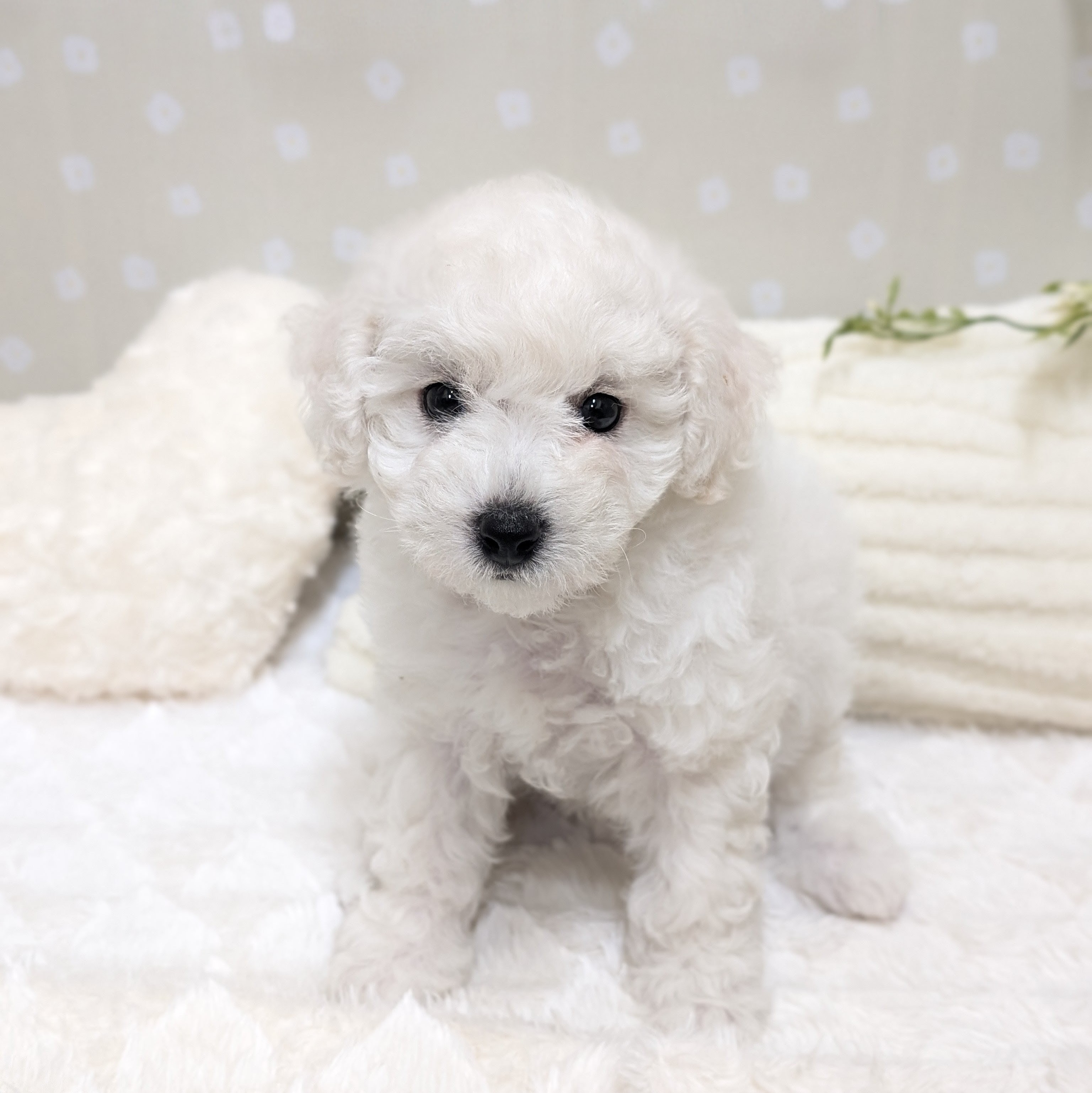 愛知県のビションフリーゼ (犬の家＆猫の里安城店/2026年2月1日生まれ/女の子/ホワイト)の子犬の1枚目の画像