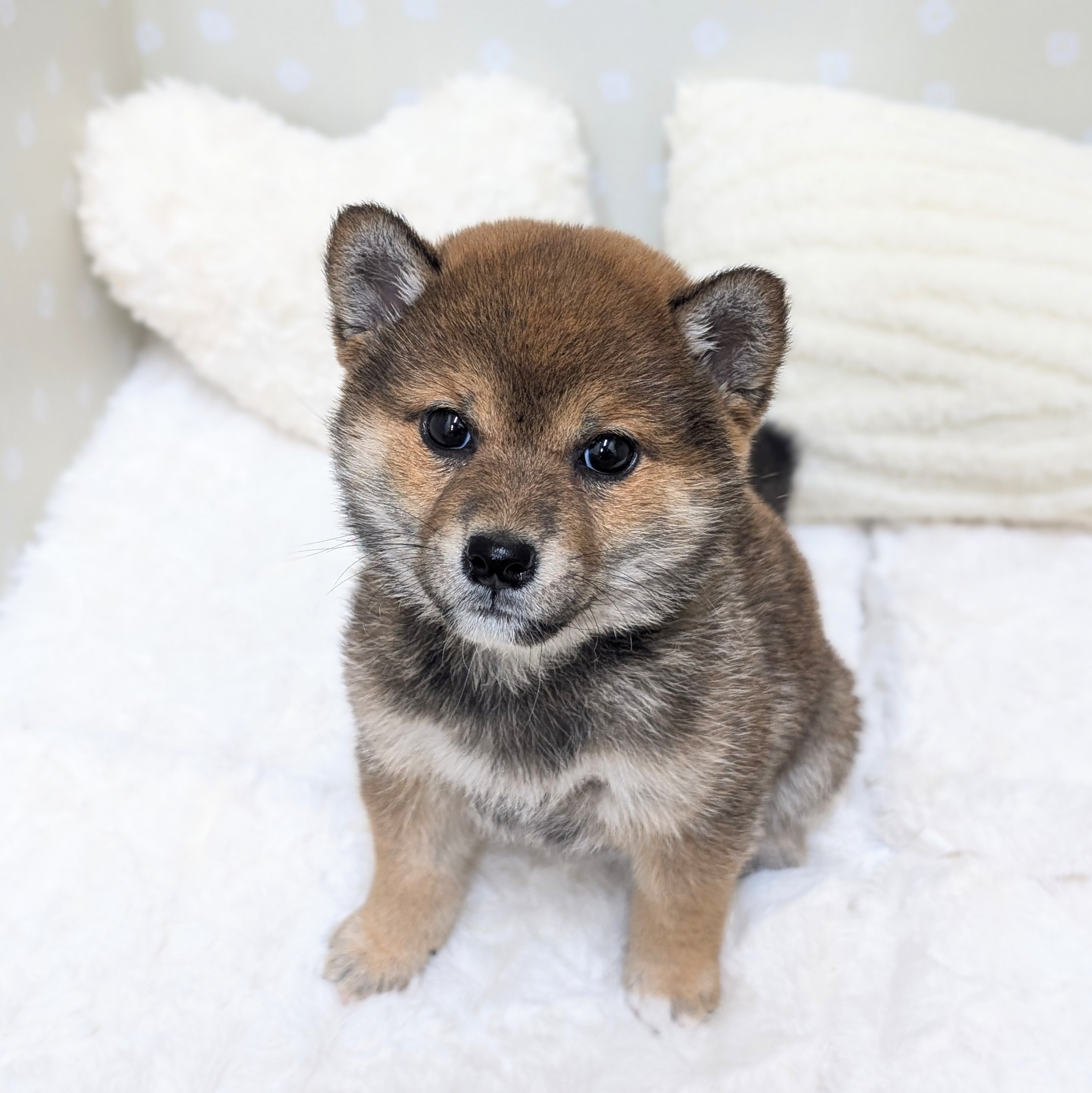 愛知県の豆柴 (犬の家＆猫の里安城店/2026年3月3日生まれ/女の子/赤)の子犬の1枚目の画像