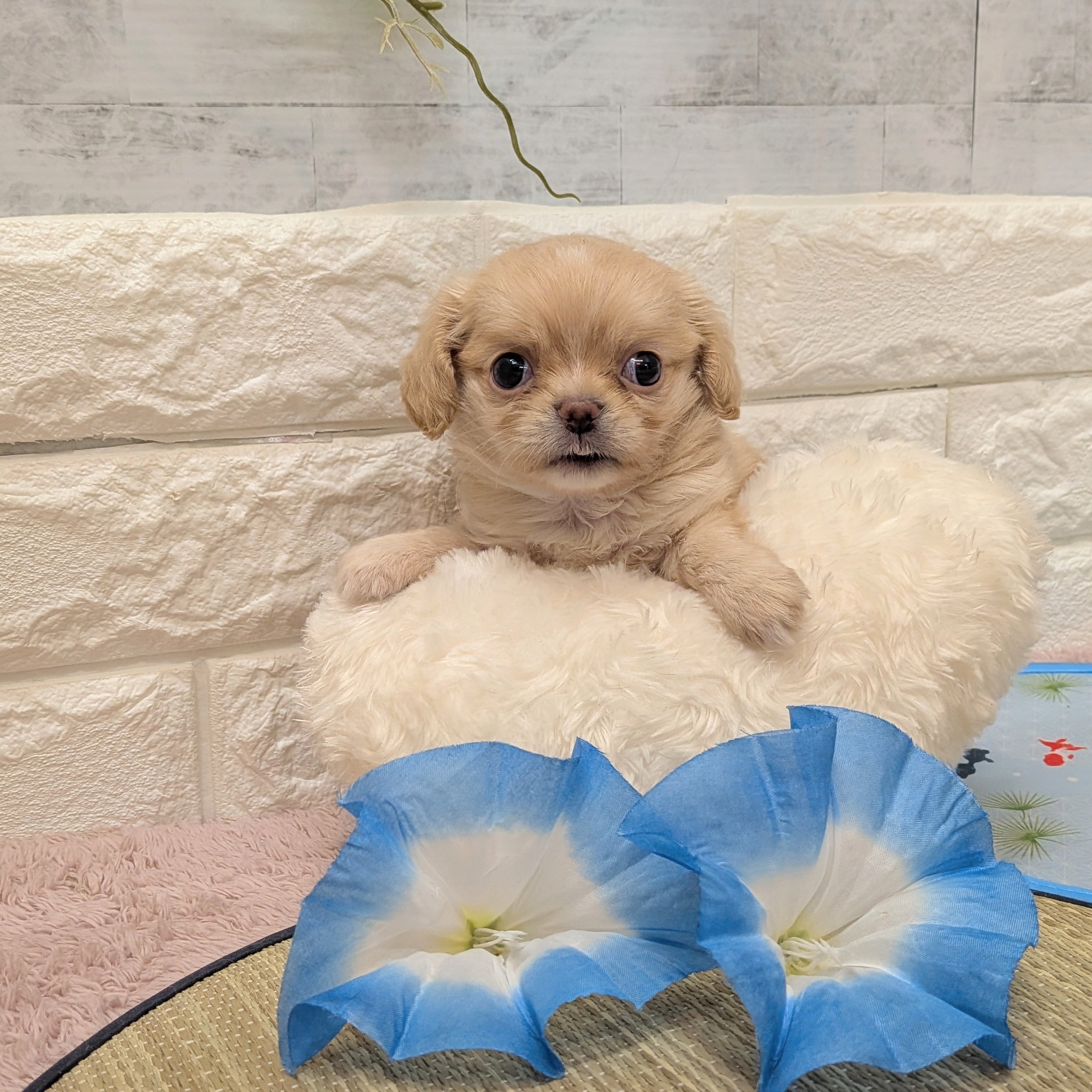 静岡県のハーフ犬・ミックス犬 (犬の家＆猫の里プレ葉ウォーク浜北店/2026年6月21日生まれ/女の子/バフ)の子犬の2枚目の画像