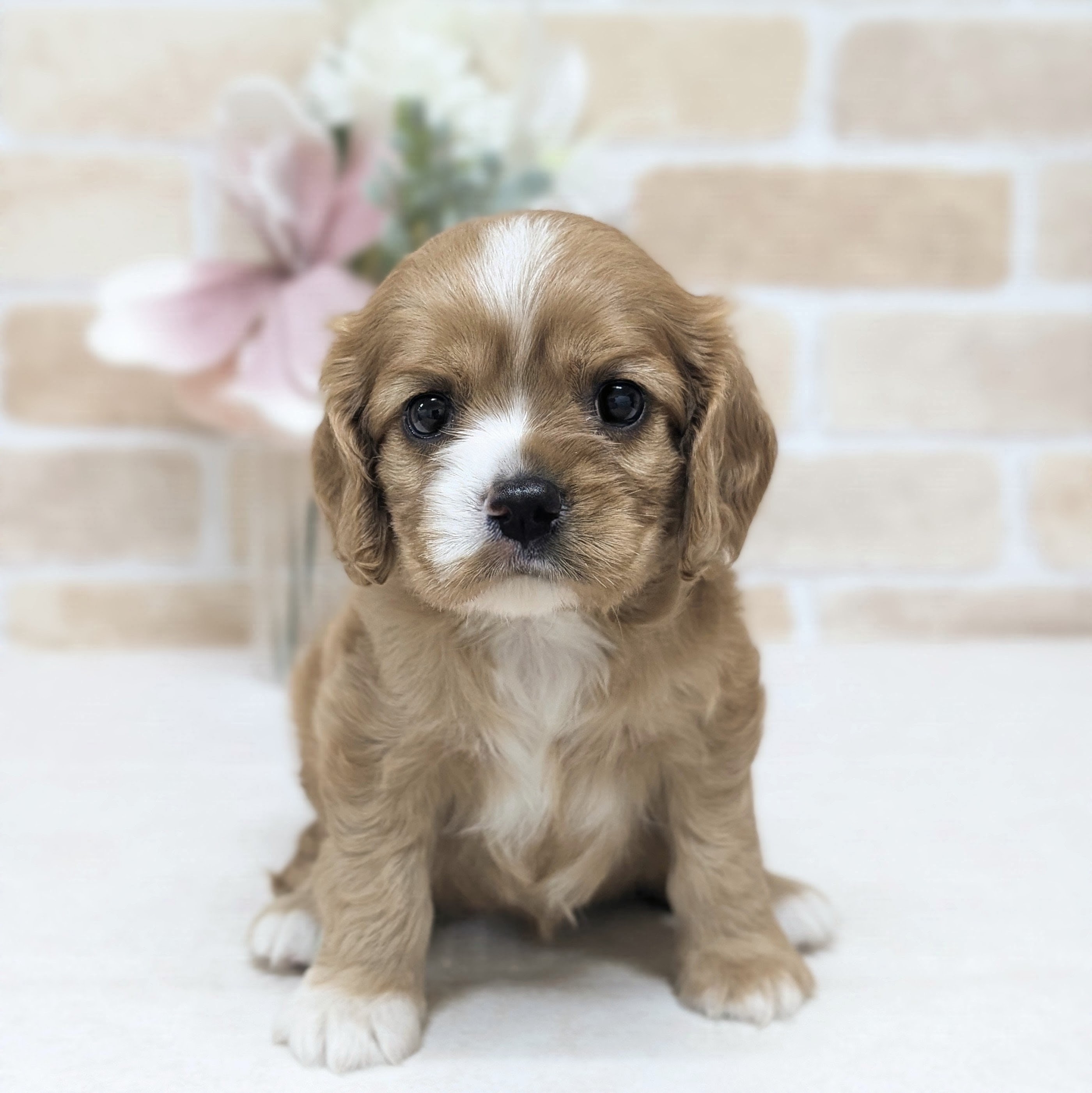 愛知県のハーフ犬・ミックス犬 (犬の家＆猫の里安城店/2026年7月5日生まれ/女の子/レッドホワイト)の子犬の1枚目の画像