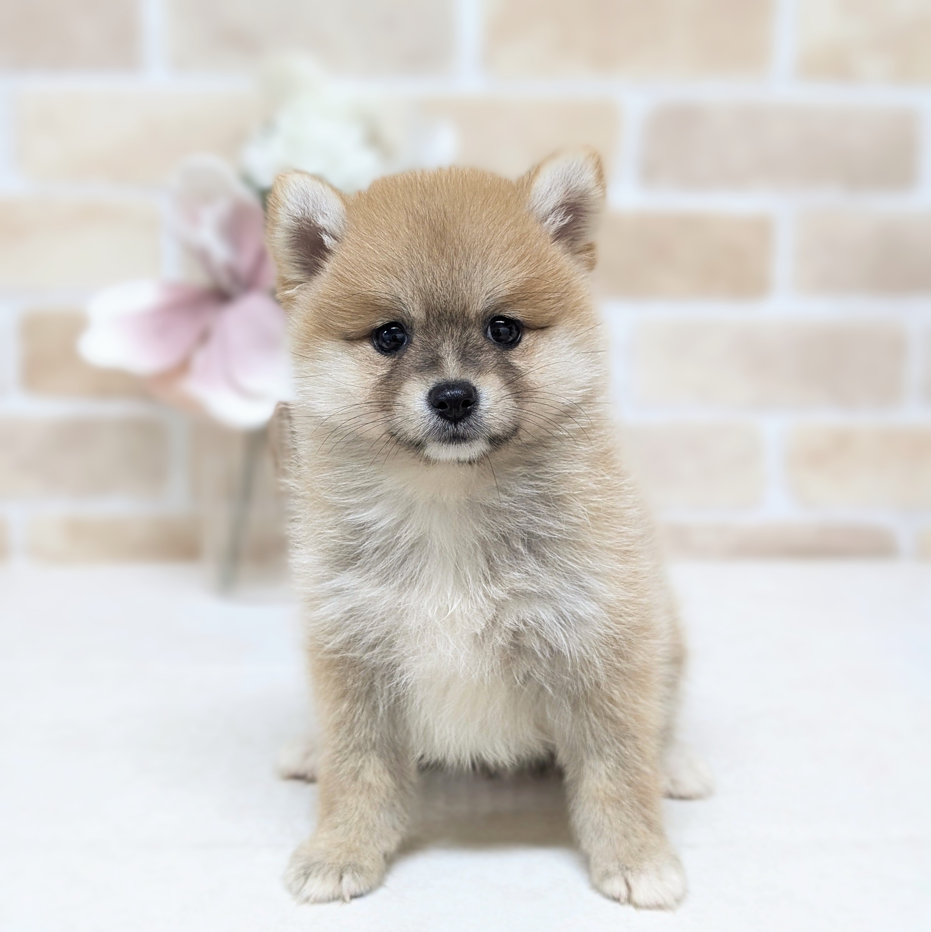 ハーフ犬女の子の写真