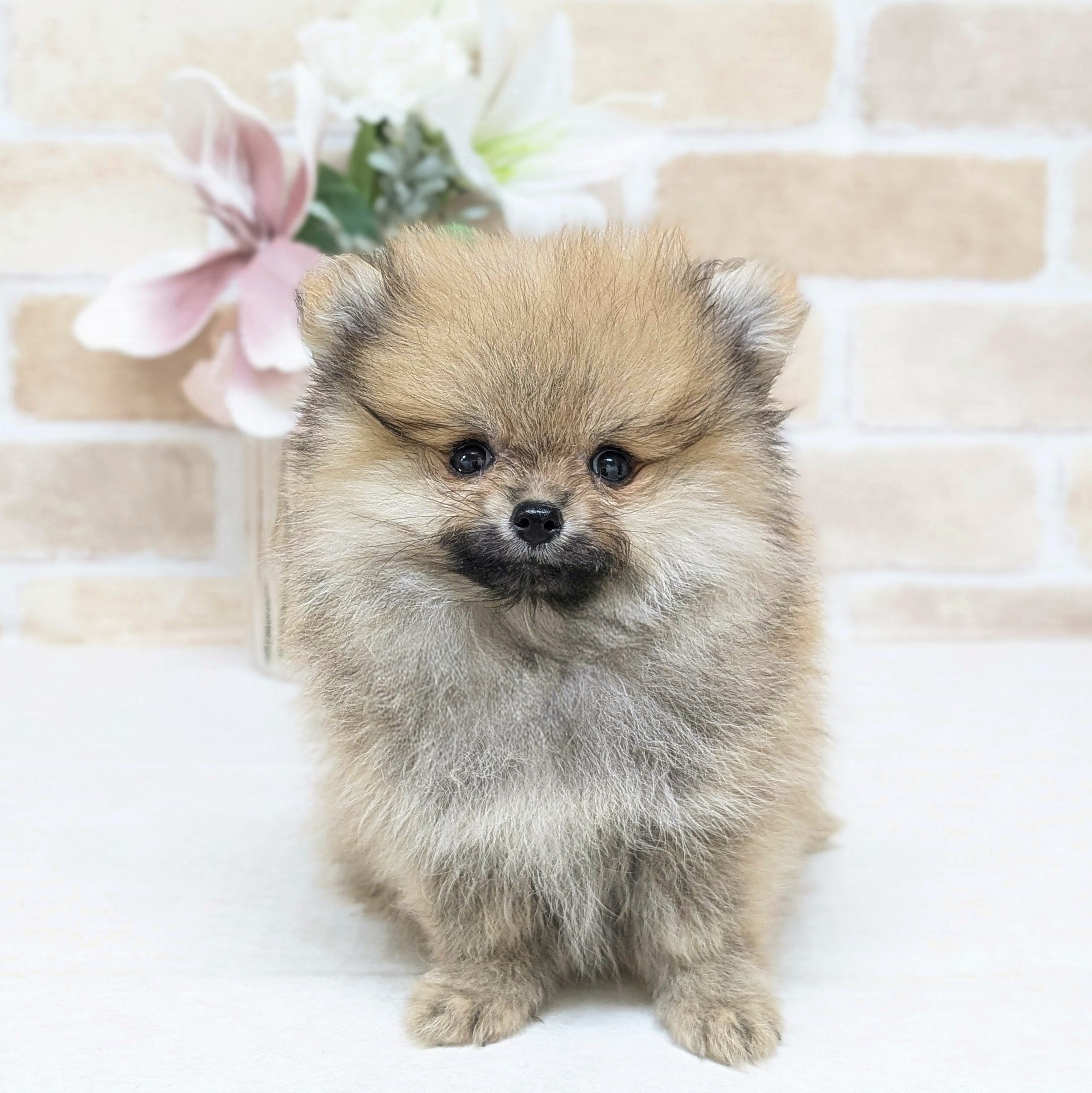 愛知県のポメラニアン (犬の家＆猫の里安城店/2026年7月16日生まれ/女の子/オレンジ)の子犬の1枚目の画像