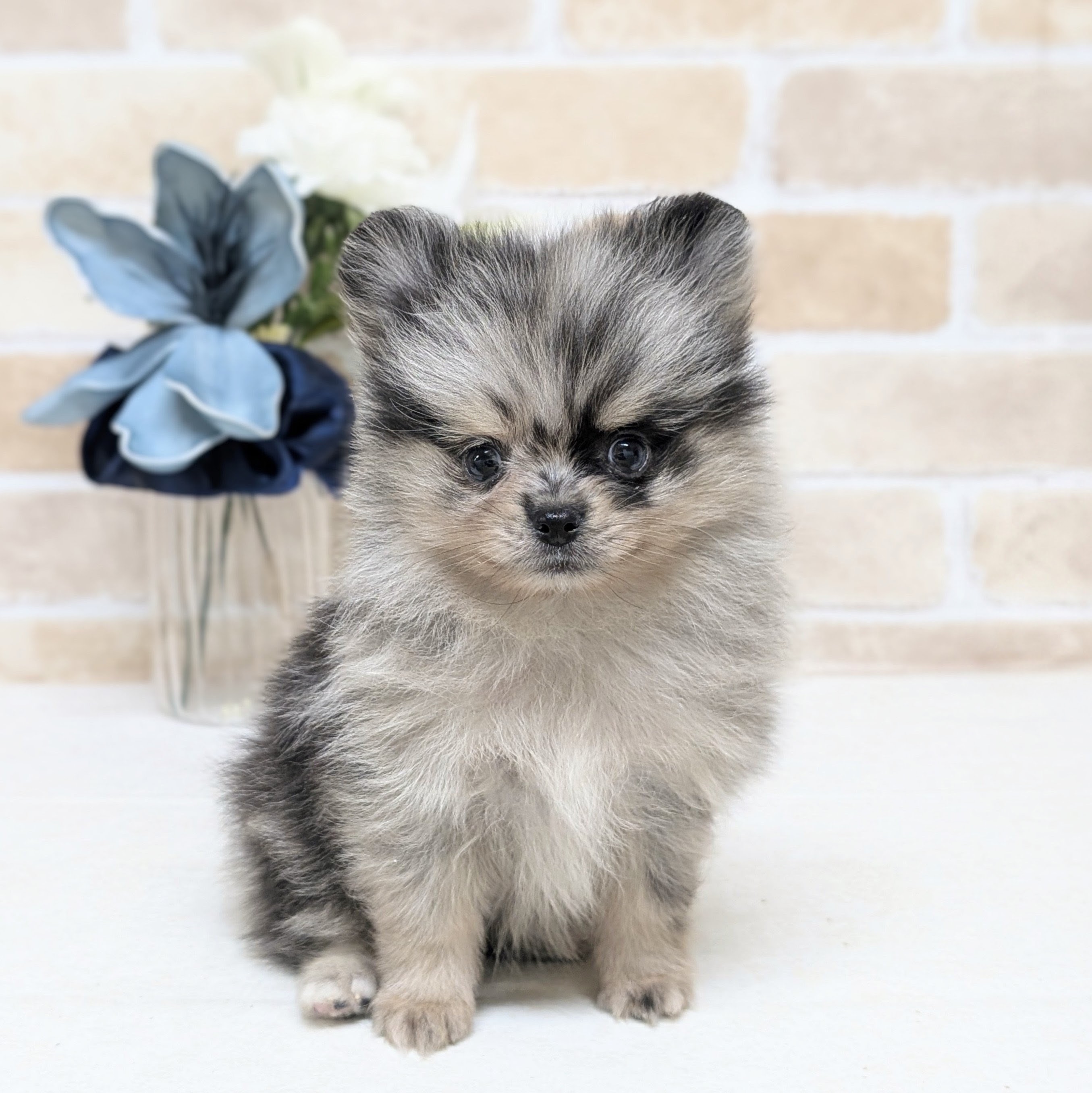 愛知県のポメラニアン (犬の家＆猫の里安城店/2026年7月20日生まれ/男の子/ブルーマールタンホワイト)の子犬の1枚目の画像