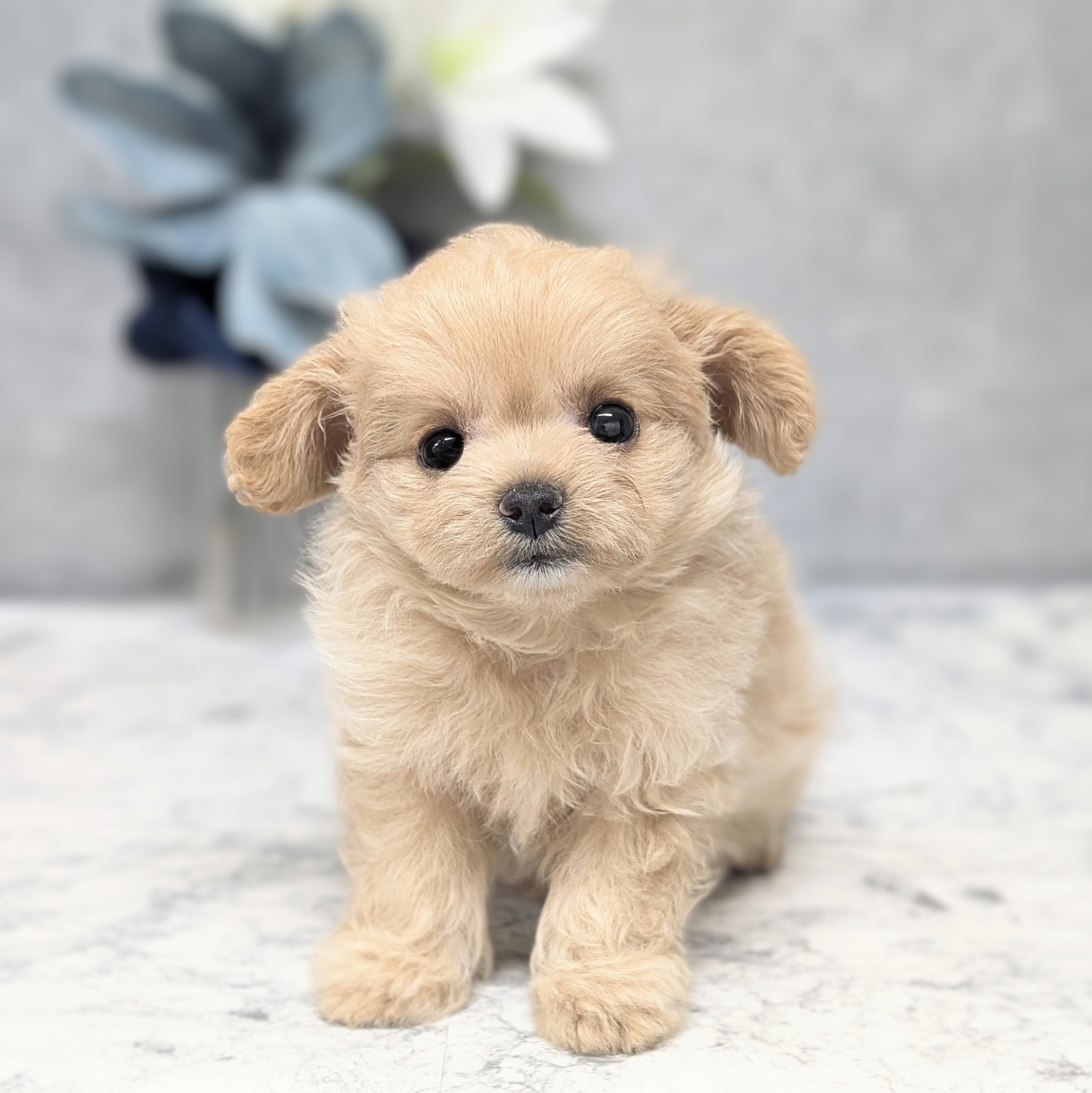 ハーフ犬男の子の写真