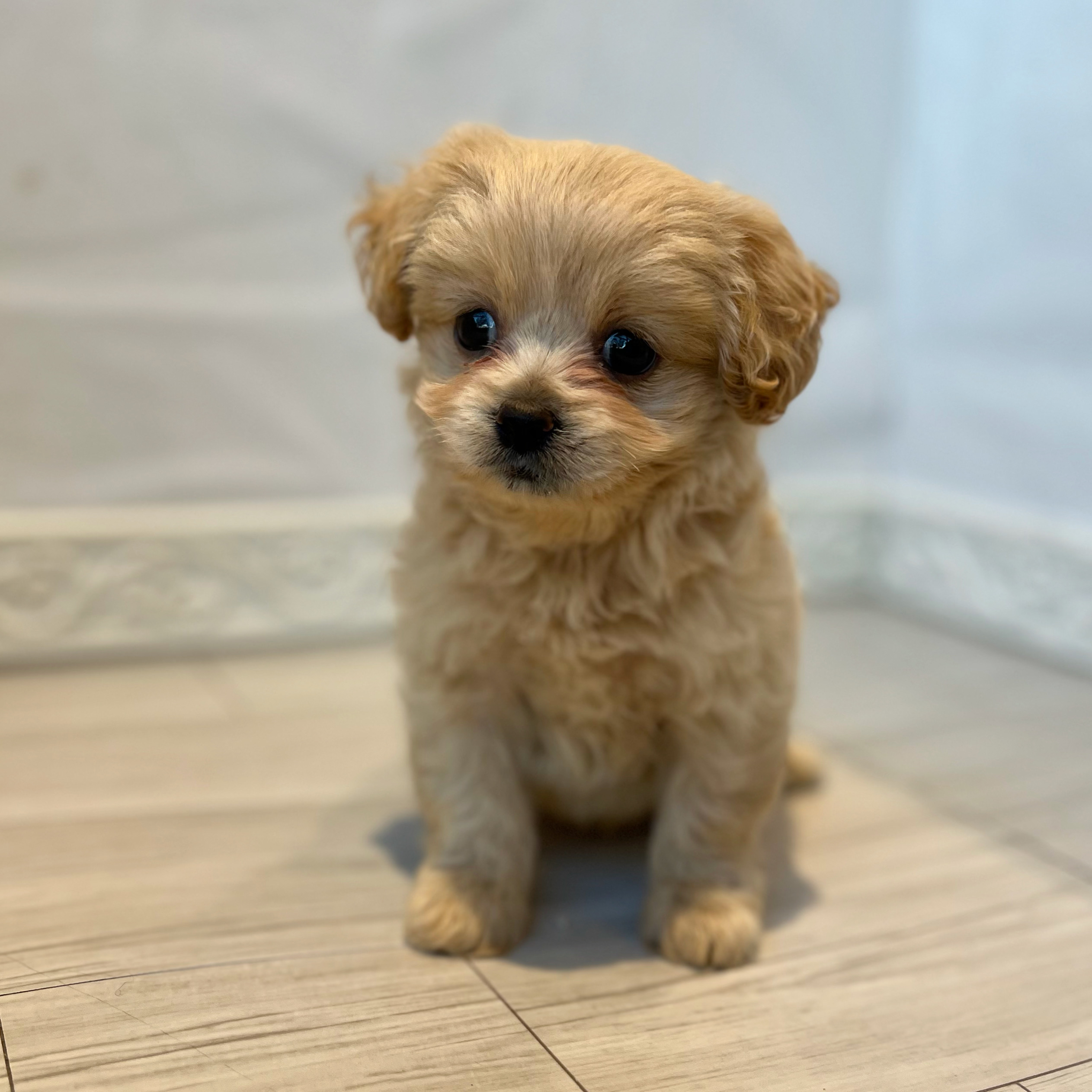 ハーフ犬男の子の写真