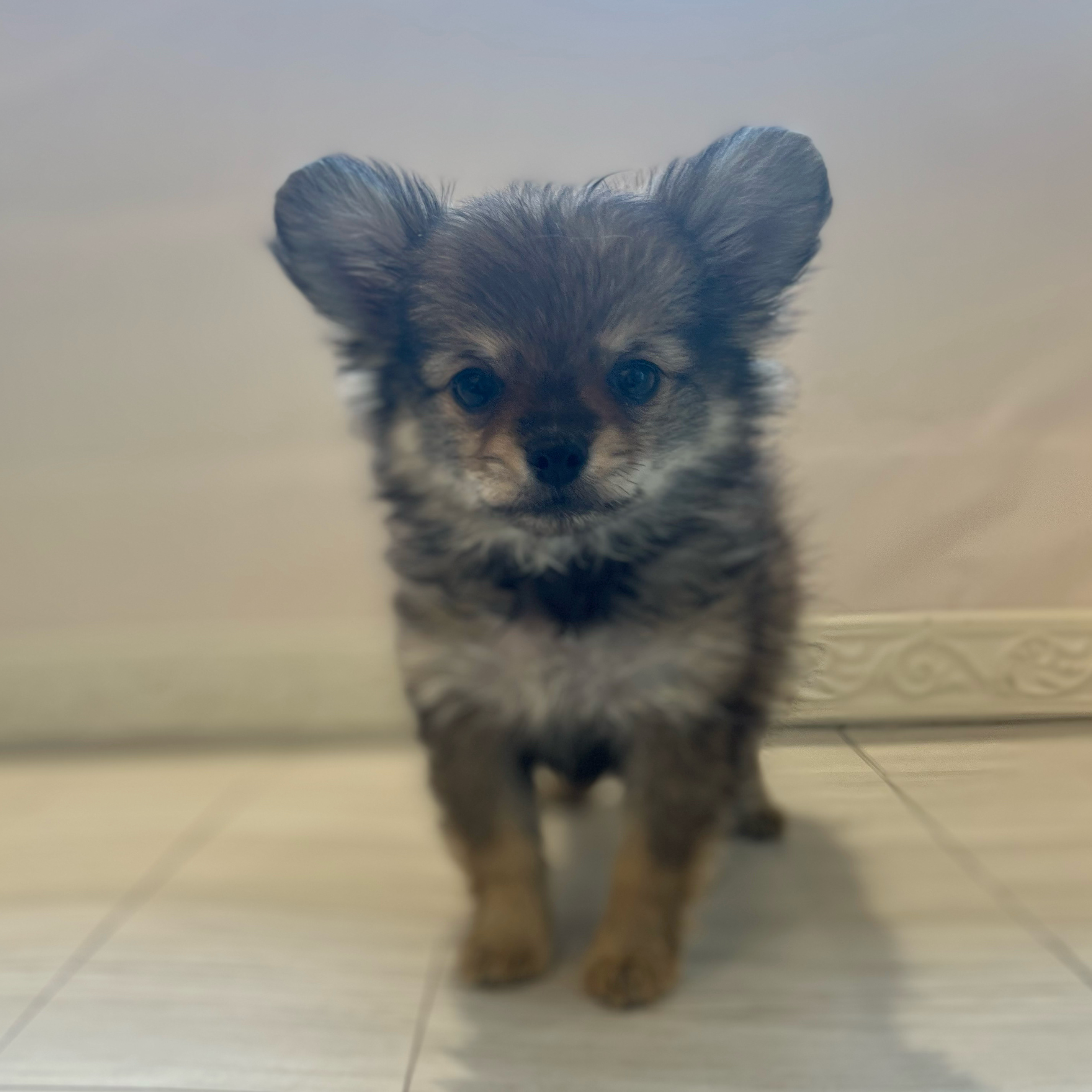 愛知県のポメチワ/チワポメ/ポメチー(ポメラニアン×チワワ) (犬の家＆猫の里春日井本店/2026年1月22日生まれ/女の子/レッド)の子犬の1枚目の画像