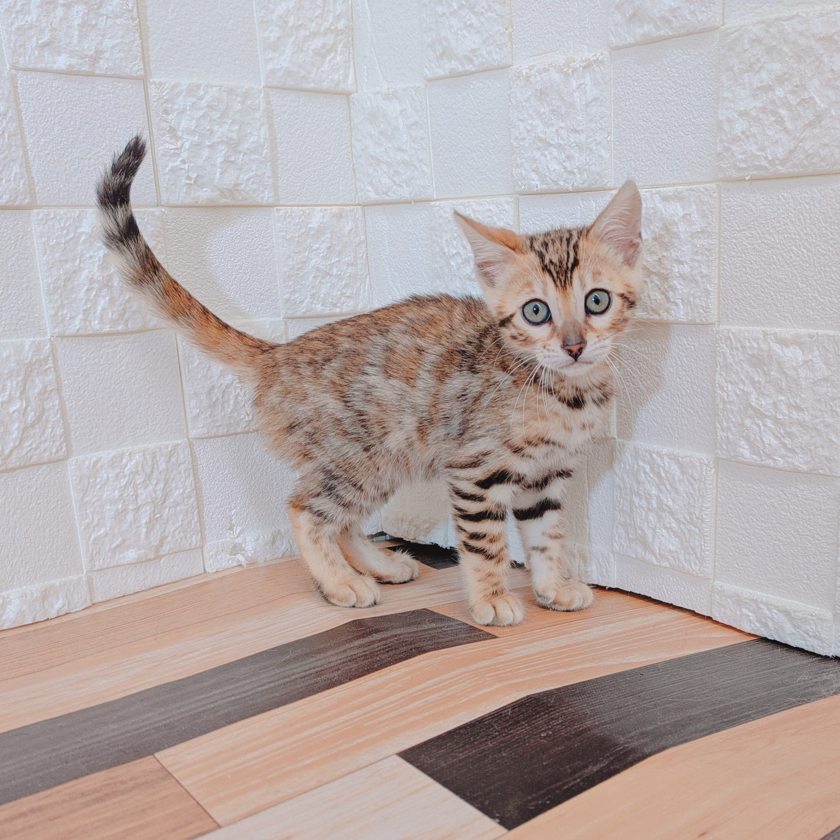 兵庫県のベンガル (犬の家＆猫の里尼崎店/2025年5月13日生まれ/女の子/ブラウンスポットタビー)の子猫の1枚目の画像