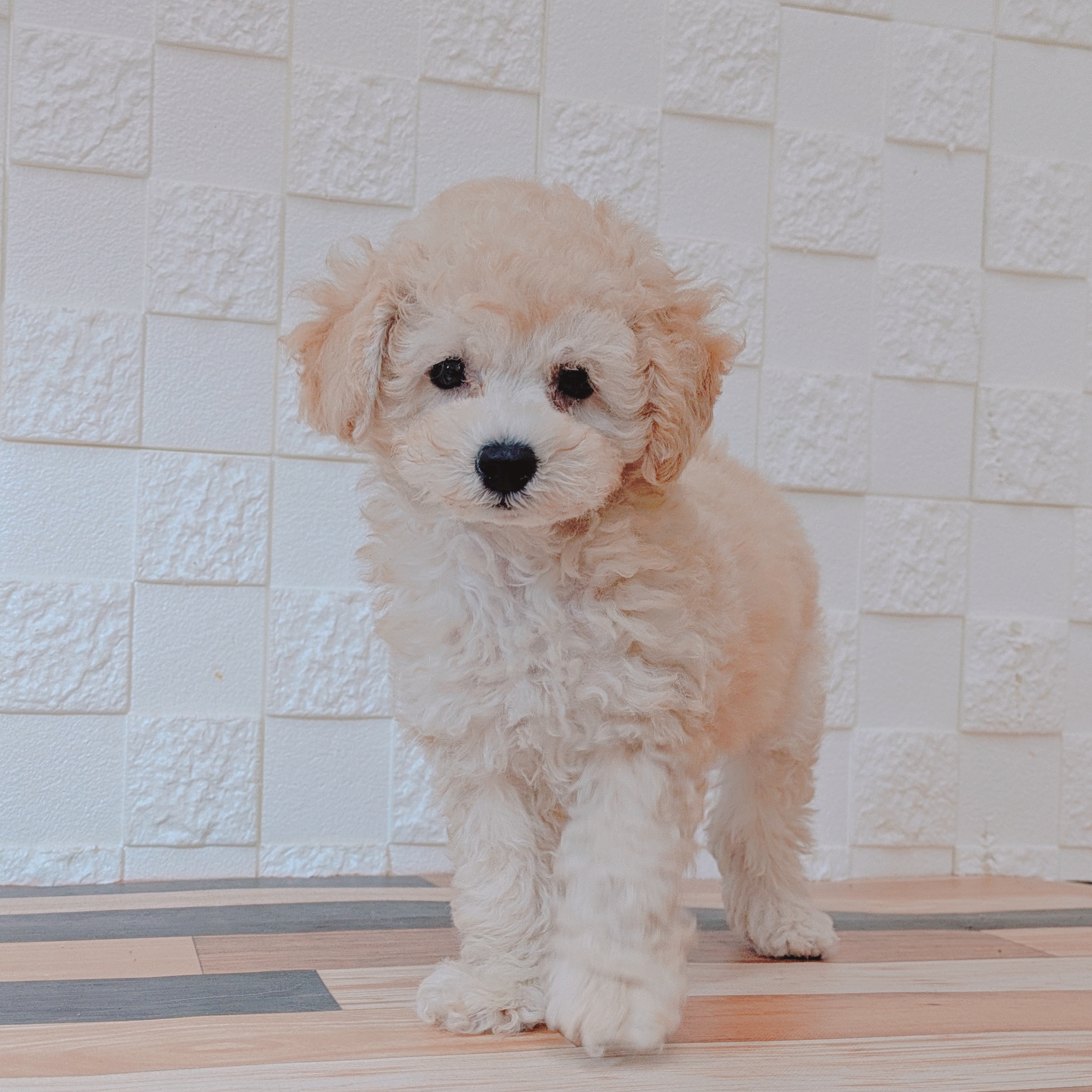 兵庫県のトイプードル(トイ) (犬の家＆猫の里尼崎店/2025年7月1日生まれ/男の子/クリーム)の子犬の1枚目の画像