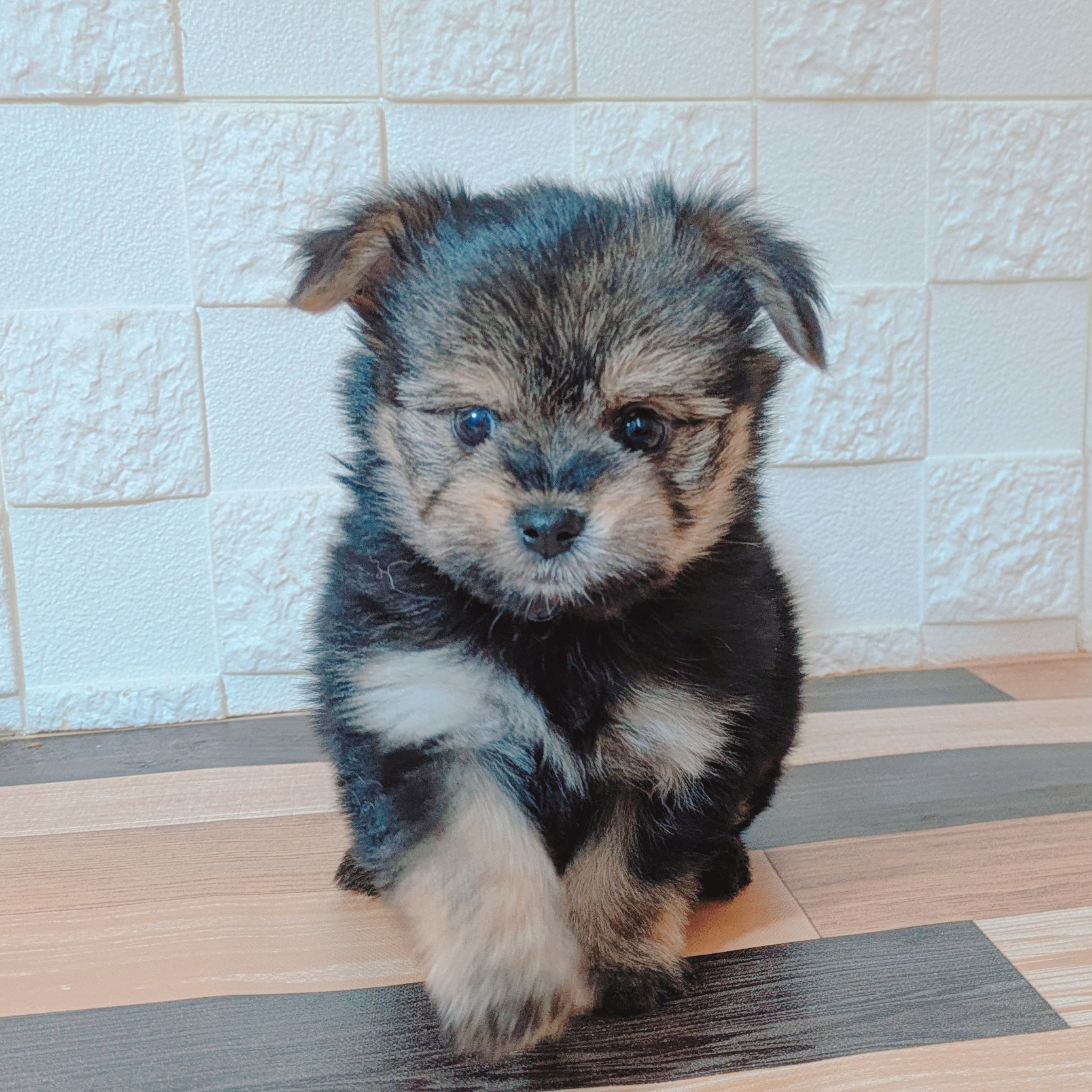 兵庫県のポメキー(ポメラニアン×ヨークシャーテリア) (犬の家＆猫の里尼崎店/2025年6月29日生まれ/女の子/ブラックタン)の子犬の1枚目の画像