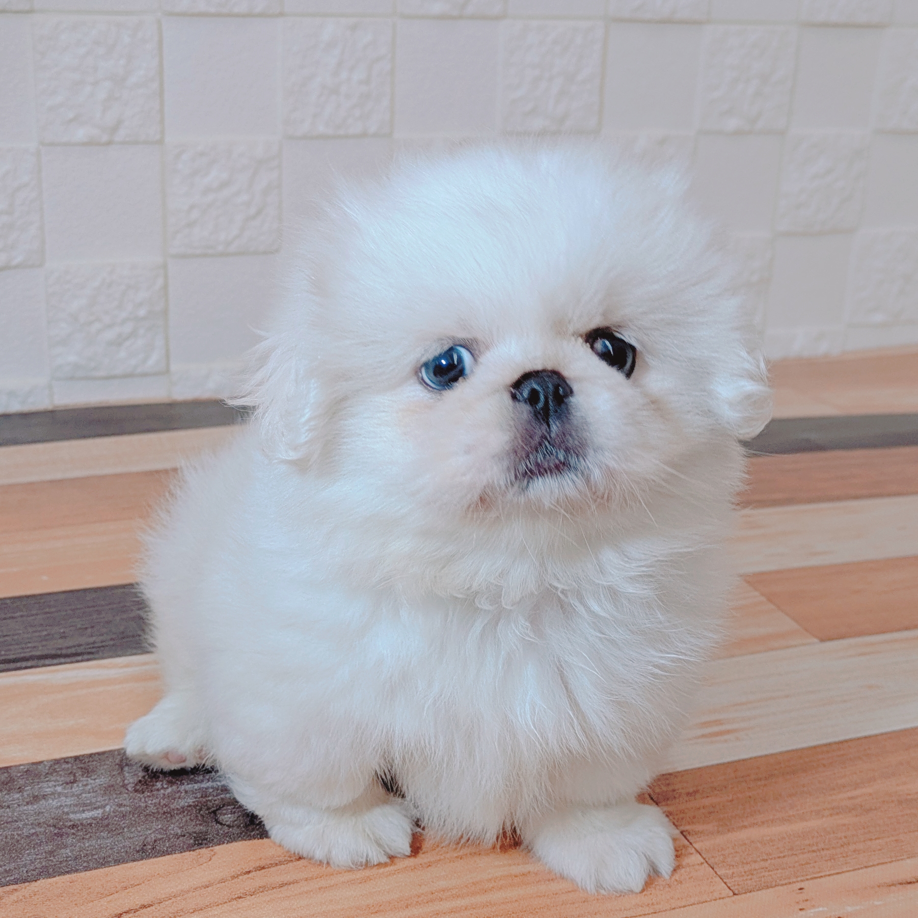 兵庫県のペキニーズ (犬の家＆猫の里尼崎店/2025年7月6日生まれ/男の子/ホワイト)の子犬の1枚目の画像