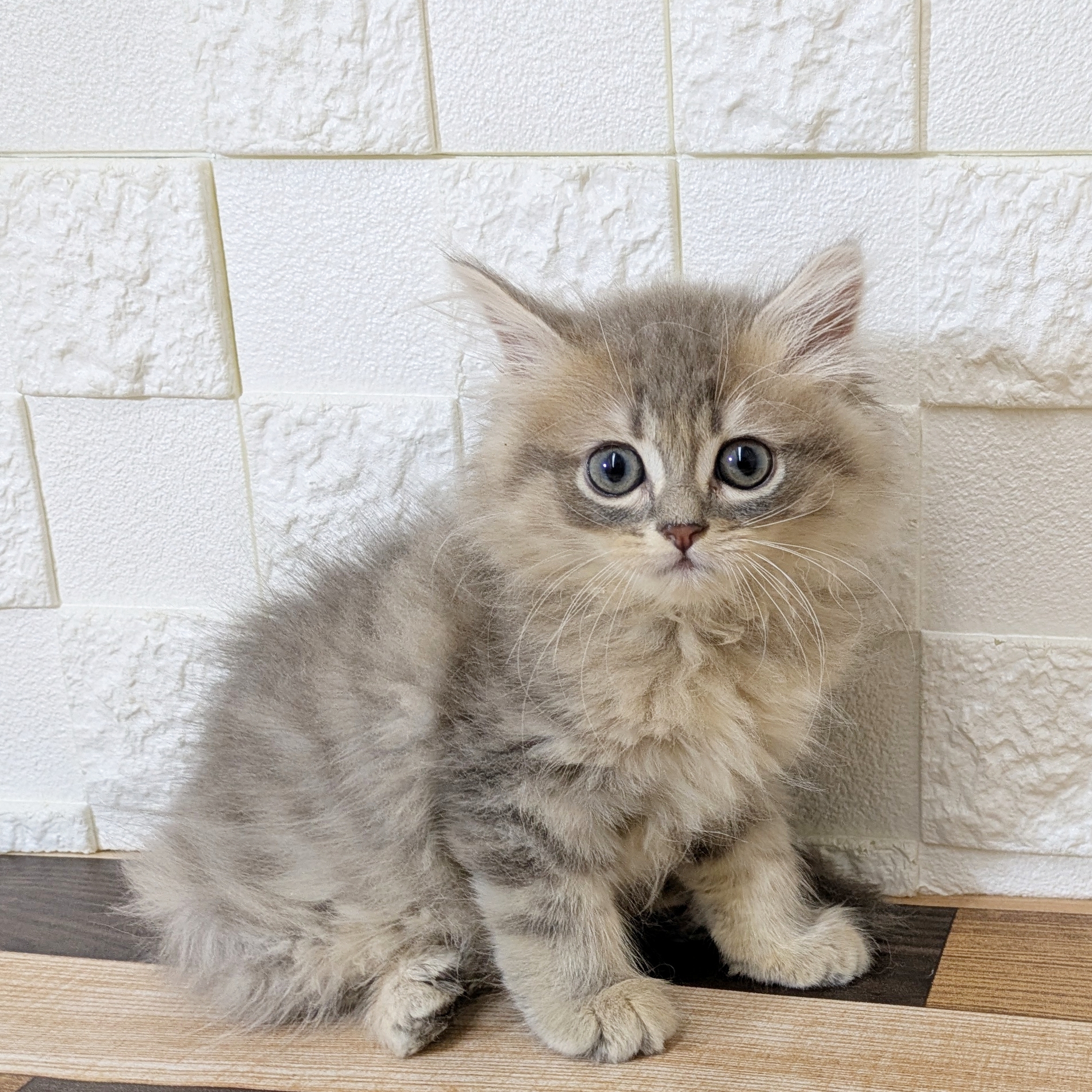 兵庫県のミヌエット (犬の家＆猫の里尼崎店/2025年7月7日生まれ/男の子/ブルータビー)の子猫