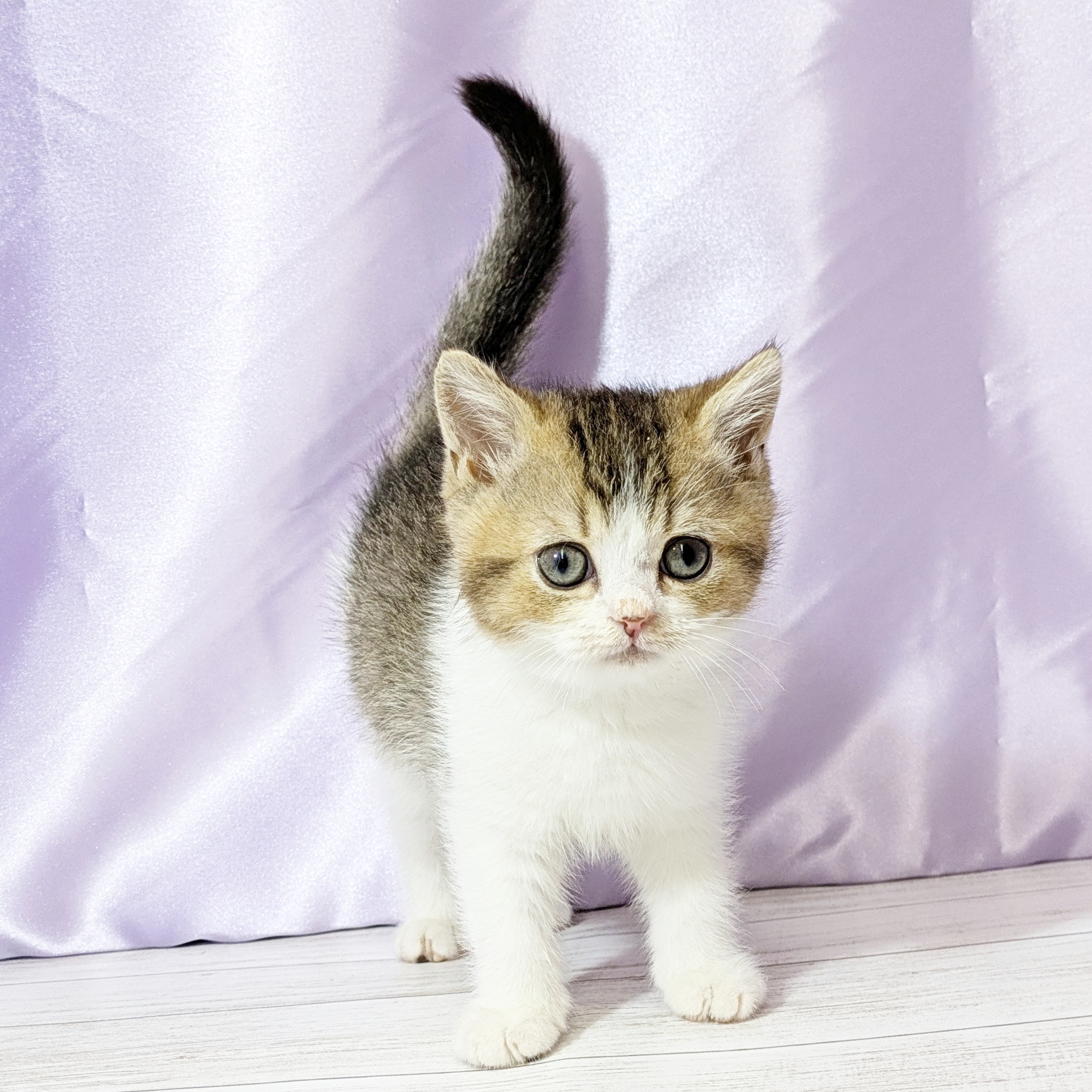 兵庫県のブリティッシュショートヘアー (犬の家＆猫の里尼崎店/2025年7月25日生まれ/男の子/ブラウンティックドタビーホワイト)の子猫の1枚目の画像