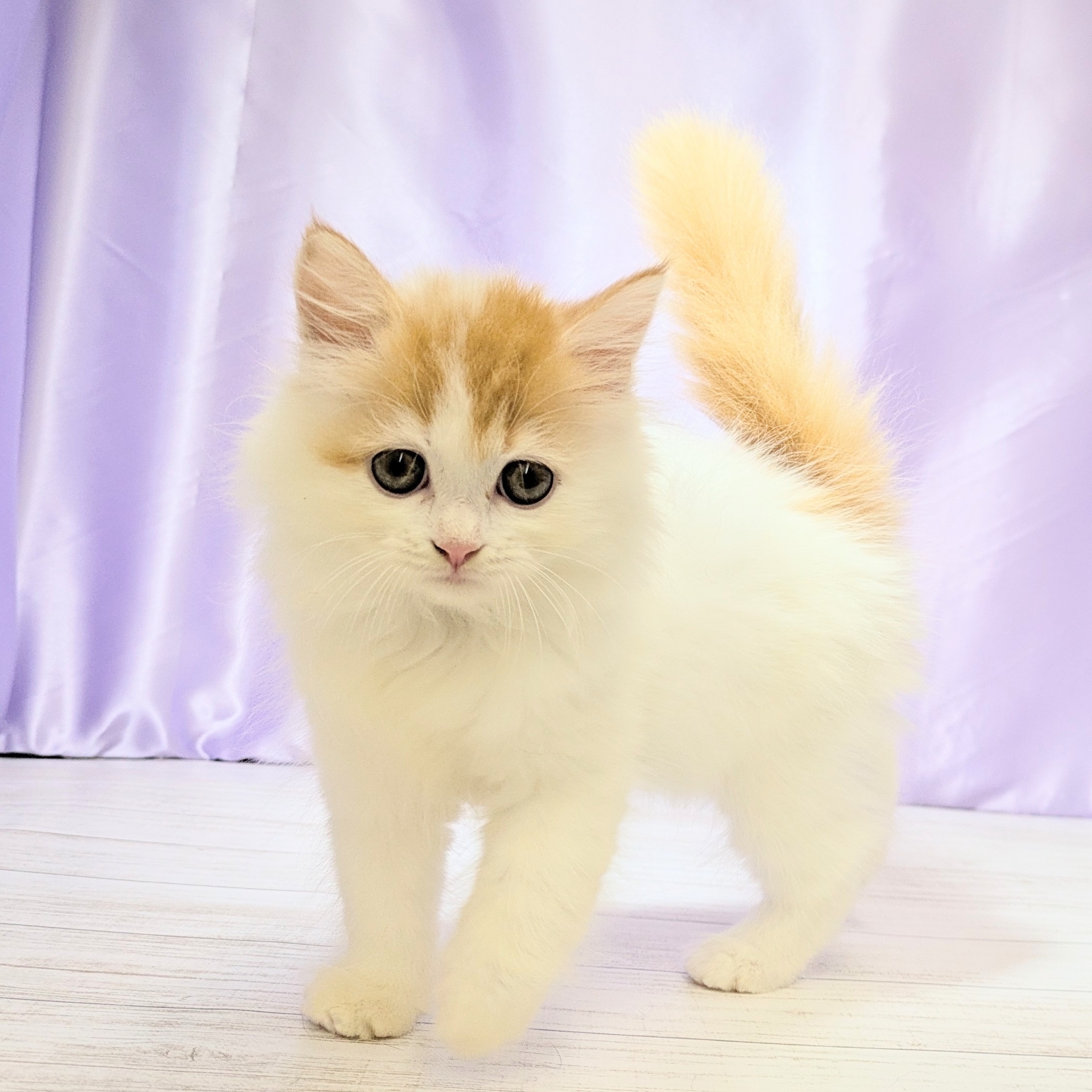 兵庫県のスコティッシュストレート (犬の家＆猫の里尼崎店/2025年8月10日生まれ/女の子/レッドタビーホワイト)の子猫の1枚目の画像
