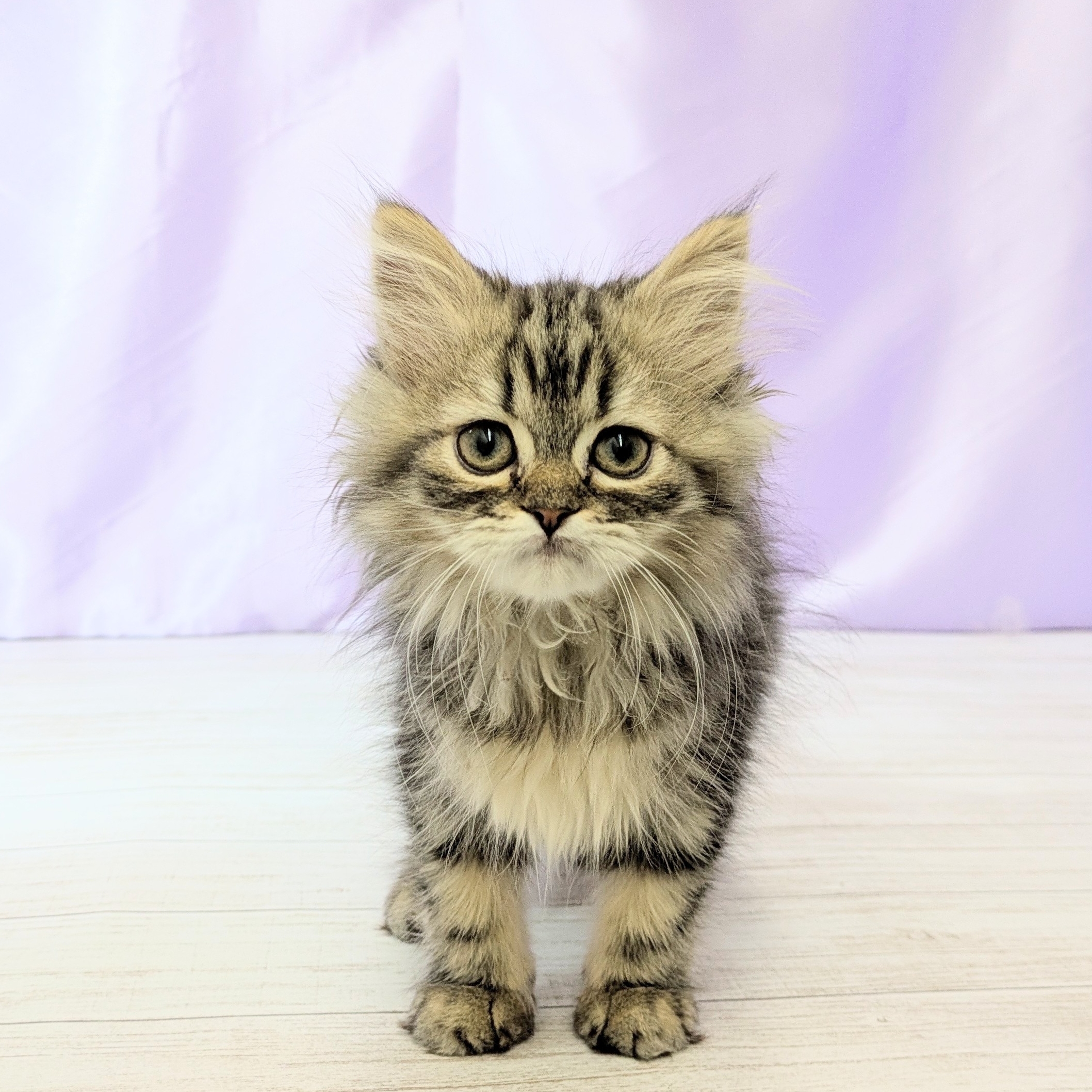 兵庫県のミヌエット (犬の家＆猫の里尼崎店/2025年7月28日生まれ/女の子/ブラウンタビーホワイト)の子猫の1枚目の画像