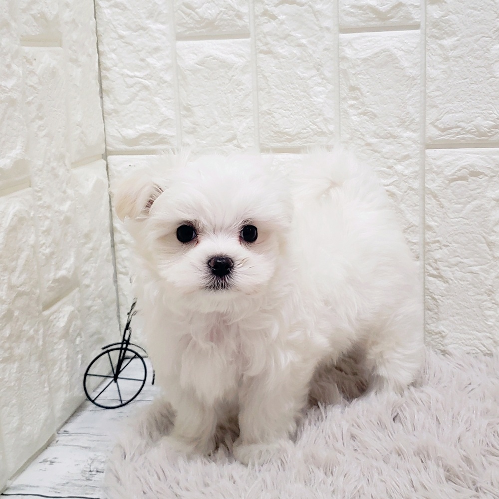 岡山県のマルチーズ (犬の家＆猫の里岡山店/2025年8月28日生まれ/男の子/ホワイト)の子犬の2枚目の画像