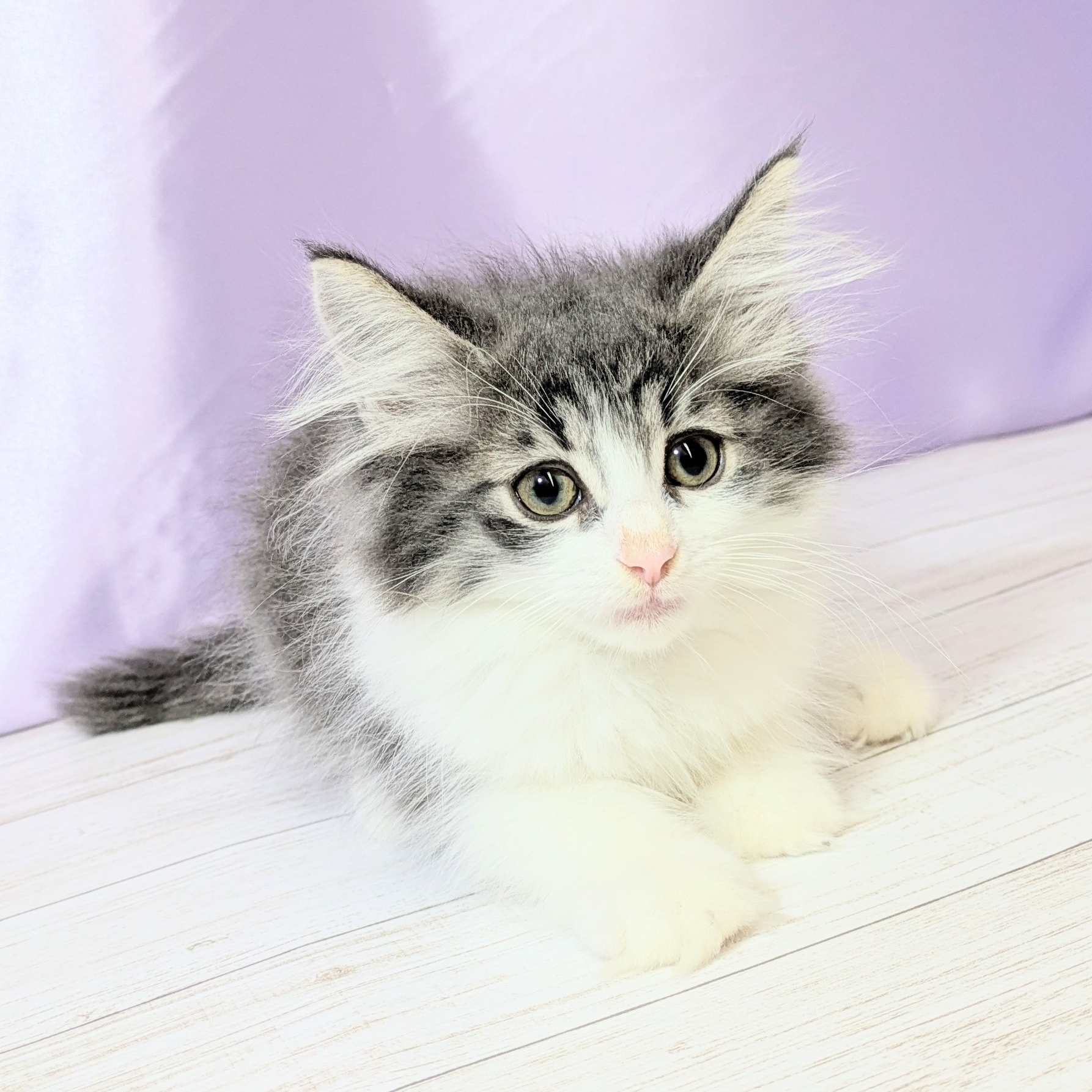 兵庫県のノルウェージャンフォレストキャット (犬の家＆猫の里尼崎店/2025年8月22日生まれ/男の子/ブルーホワイト)の子猫の1枚目の画像