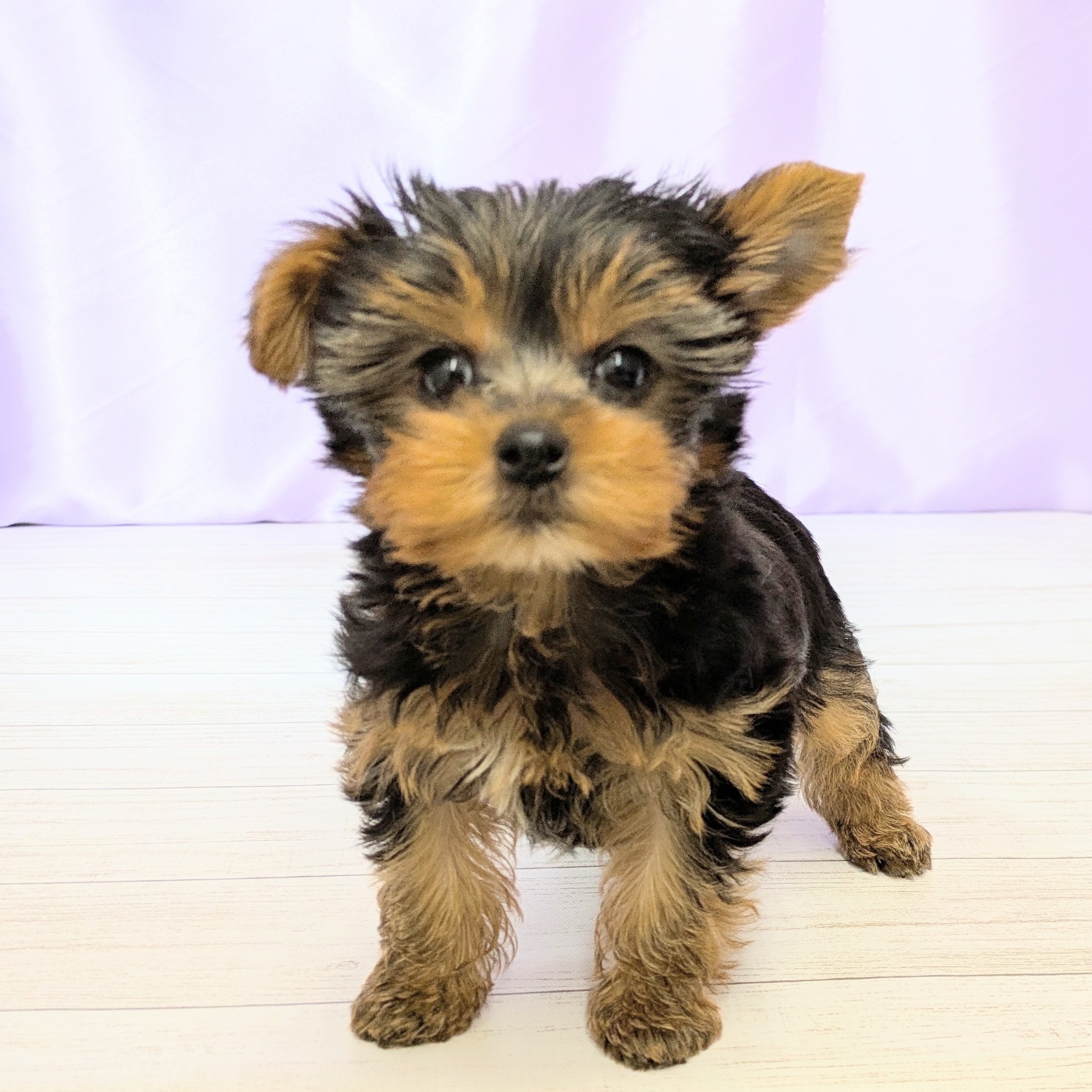 兵庫県のヨークシャーテリア (犬の家＆猫の里尼崎店/2025年8月30日生まれ/男の子/スチールブルータン)の子犬の1枚目の画像