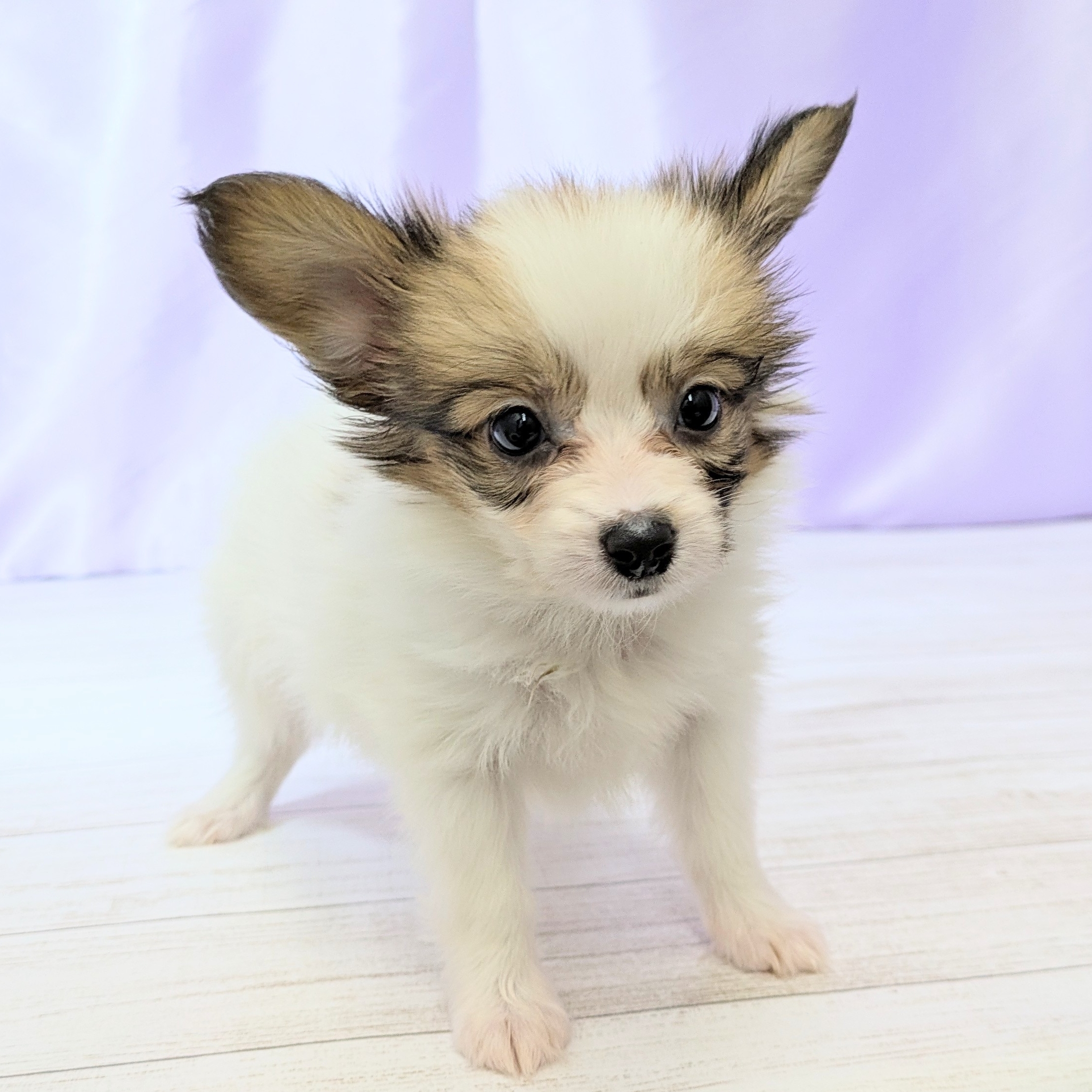 兵庫県のパピヨン (犬の家＆猫の里尼崎店/2025年8月31日生まれ/男の子/ホワイトブラウン)の子犬の1枚目の画像