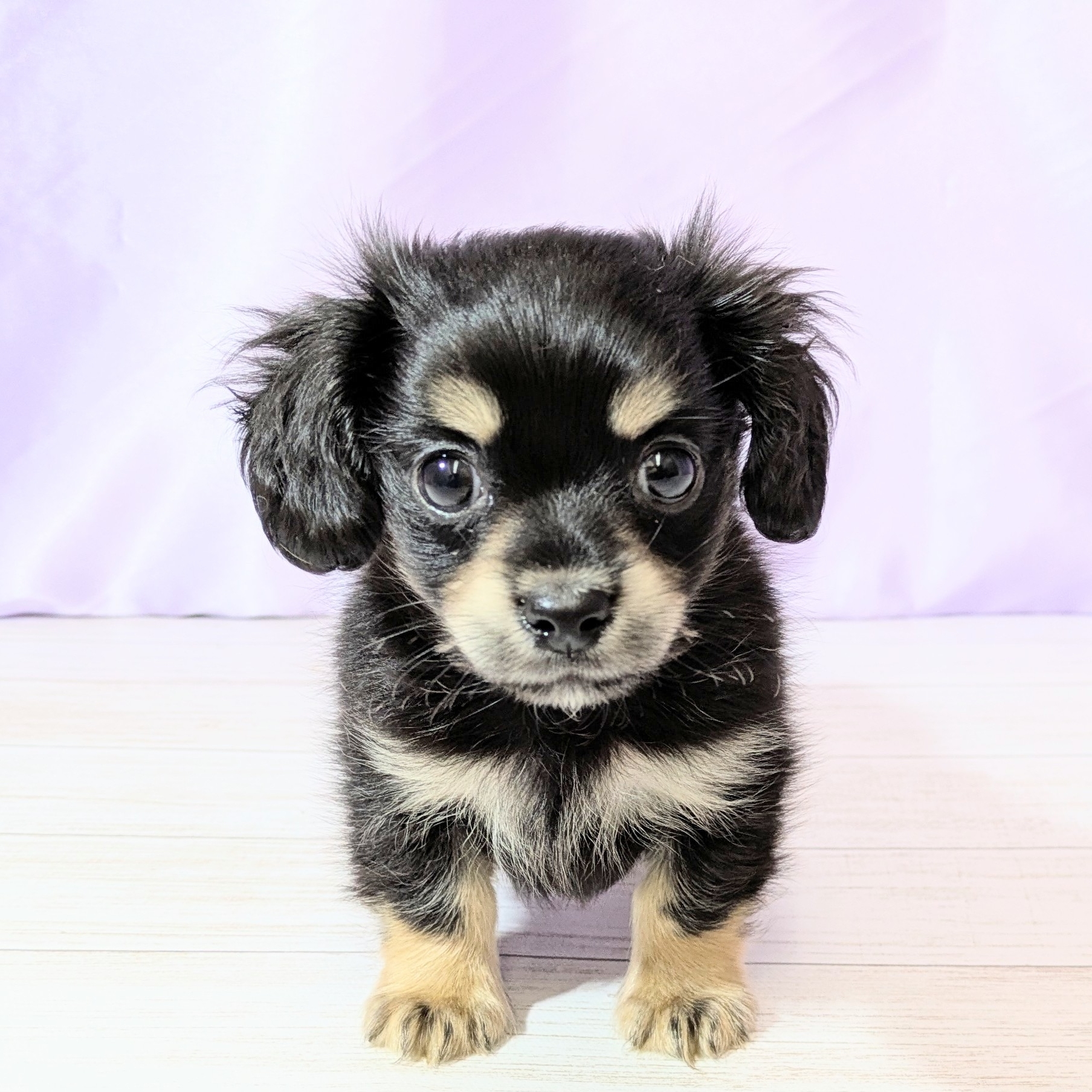 兵庫県のチワックス(チワワ×ダックス) (犬の家＆猫の里尼崎店/2025年8月28日生まれ/男の子/ブラックタン)の子犬の1枚目の画像