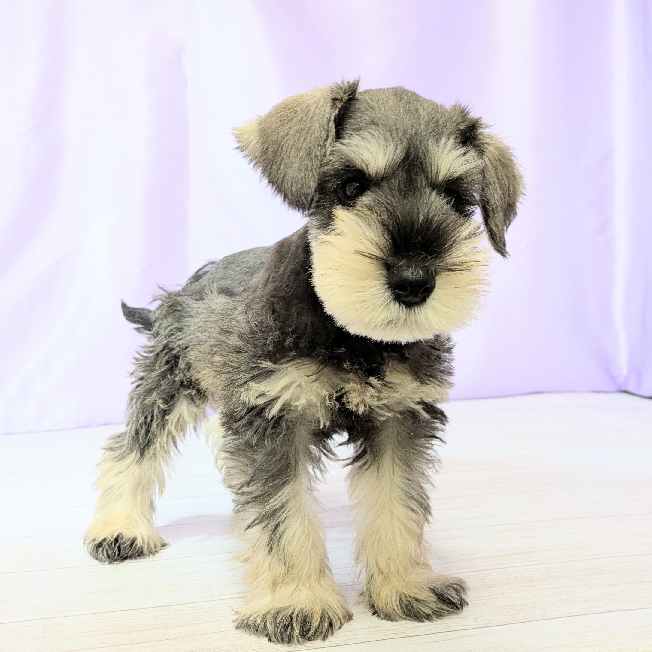 大阪府のミニチュアシュナウザー (犬の家＆猫の里吹田店/2025年9月7日生まれ/男の子/ソルトペッパー)の子犬の2枚目の画像