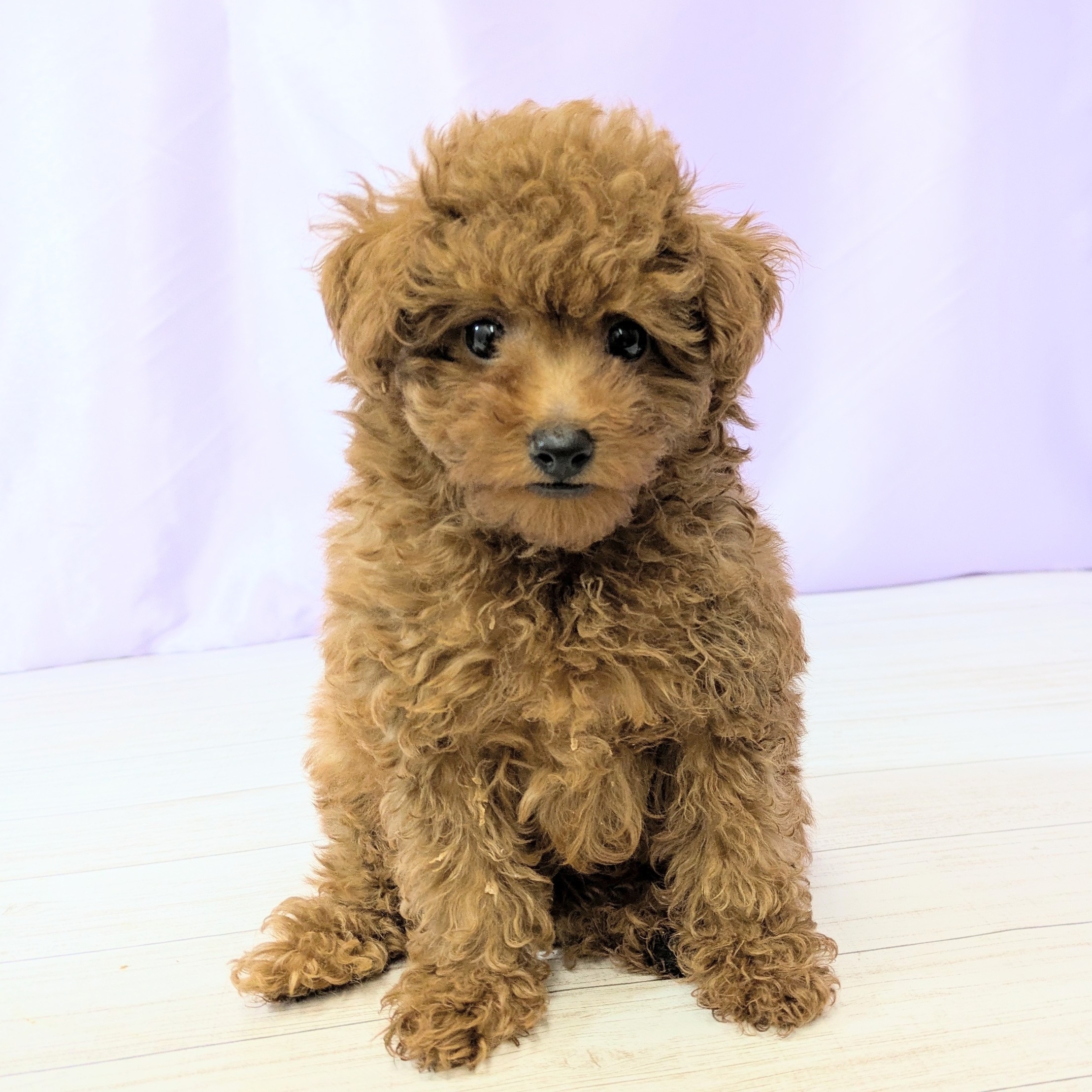 兵庫県のトイプードル(トイ) (犬の家＆猫の里尼崎店/2025年9月8日生まれ/男の子/レッドフォーン)の子犬の1枚目の画像