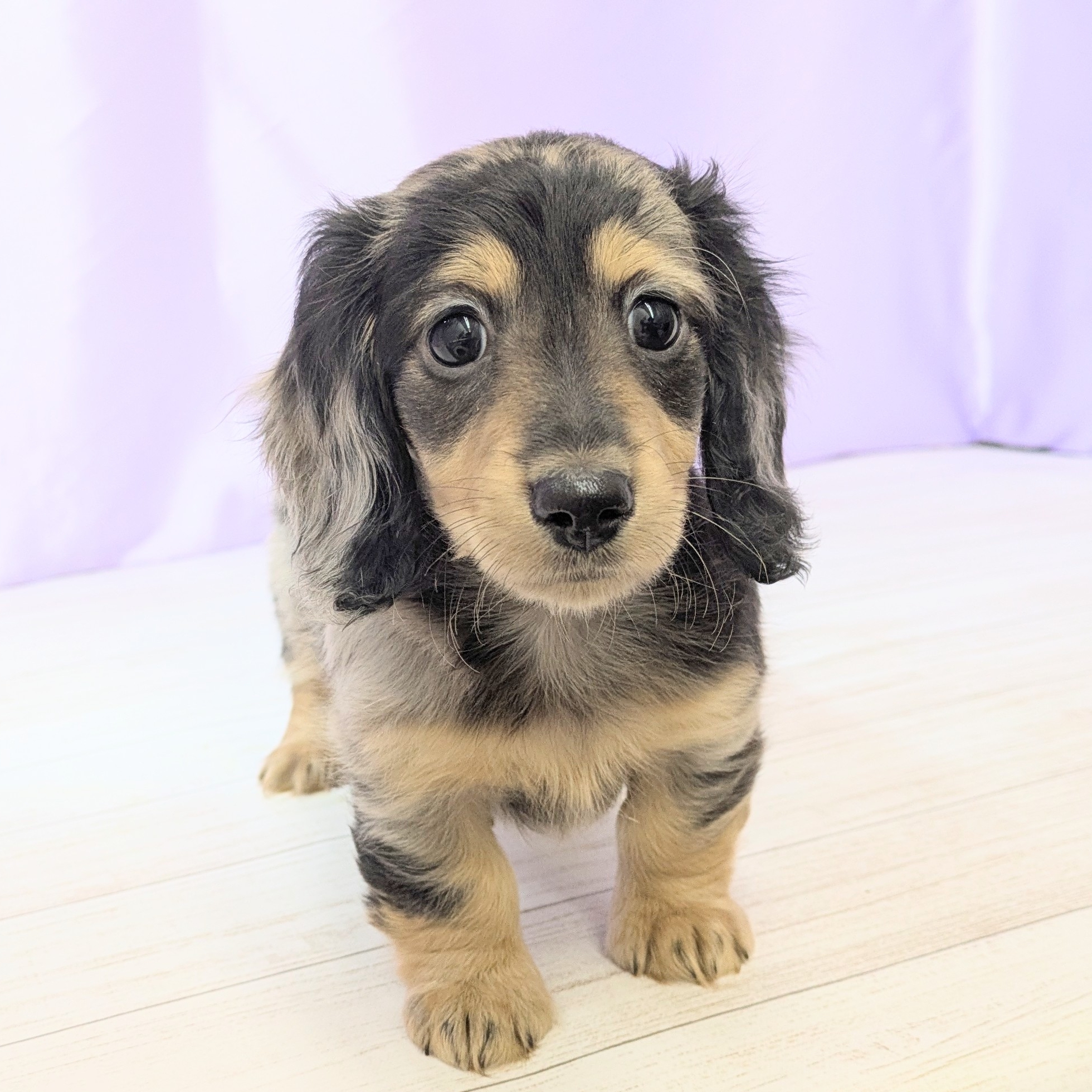 兵庫県のミニチュアダックスフンド(ロング) (犬の家＆猫の里尼崎店/2025年9月10日生まれ/女の子/シルバーダップル)の子犬の1枚目の画像