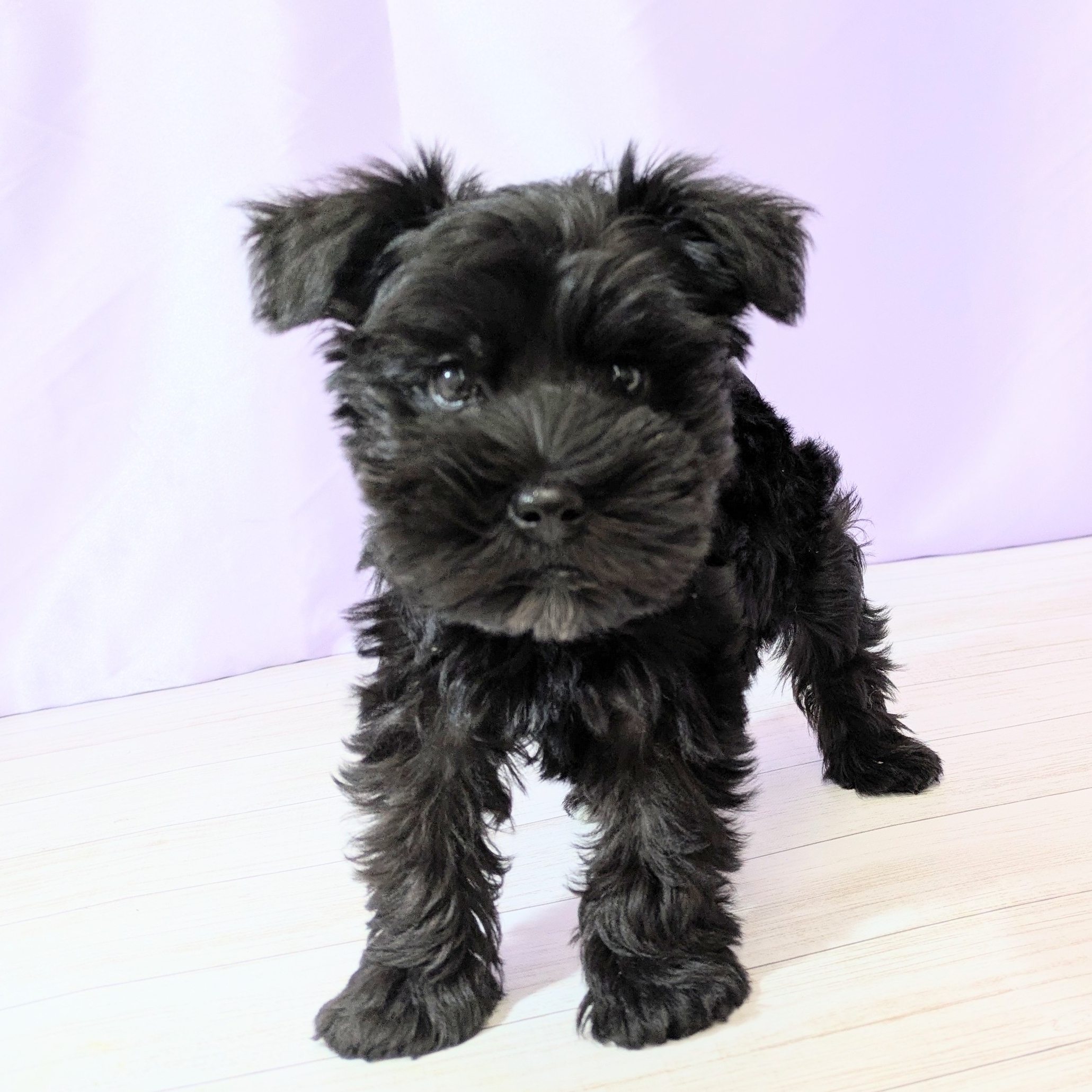 兵庫県のミニチュアシュナウザー (犬の家＆猫の里尼崎店/2025年9月11日生まれ/女の子/ブラック)の子犬の1枚目の画像