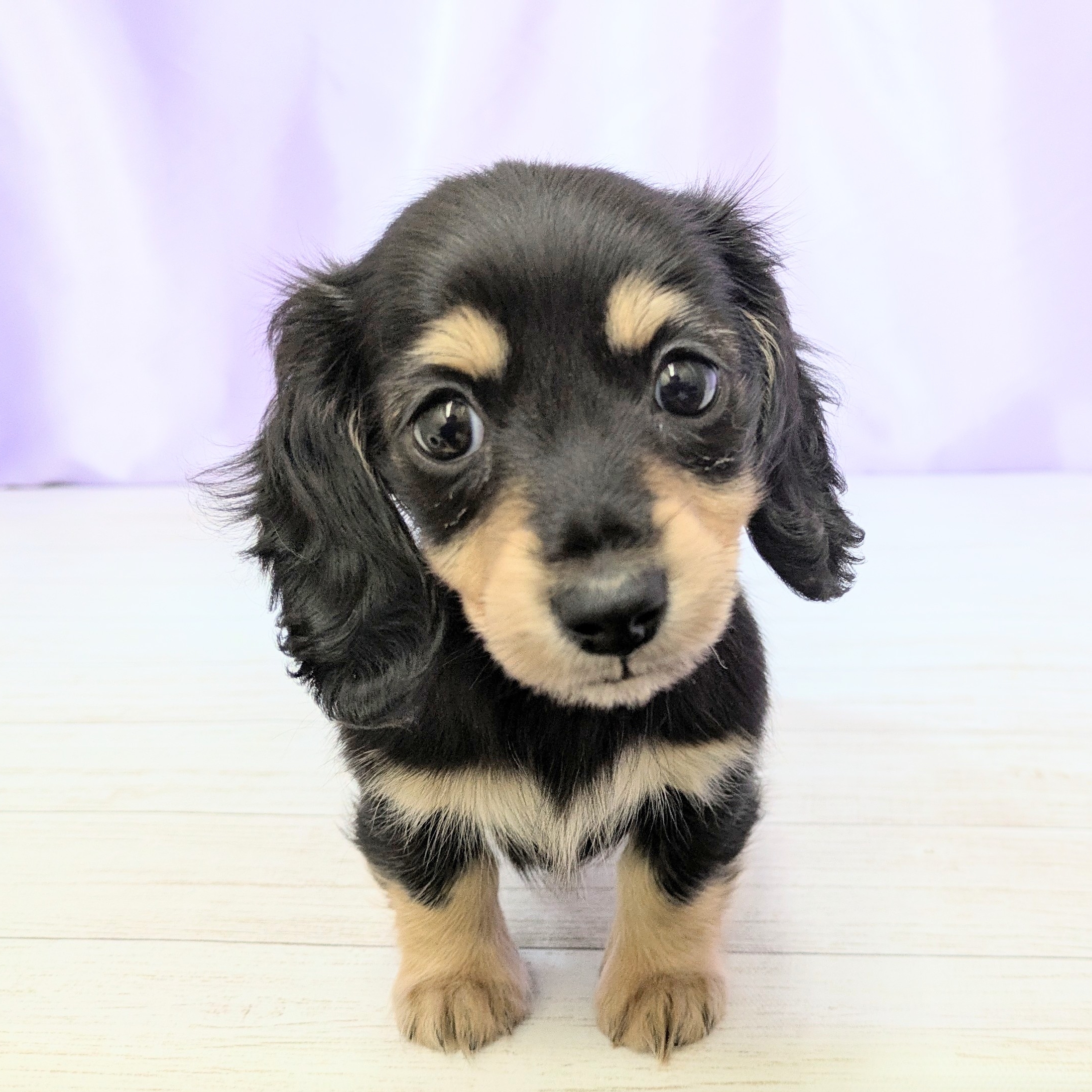 兵庫県のカニンヘンダックスフンド(ロング) (犬の家＆猫の里尼崎店/2025年9月10日生まれ/女の子/ブラックイエロー)の子犬