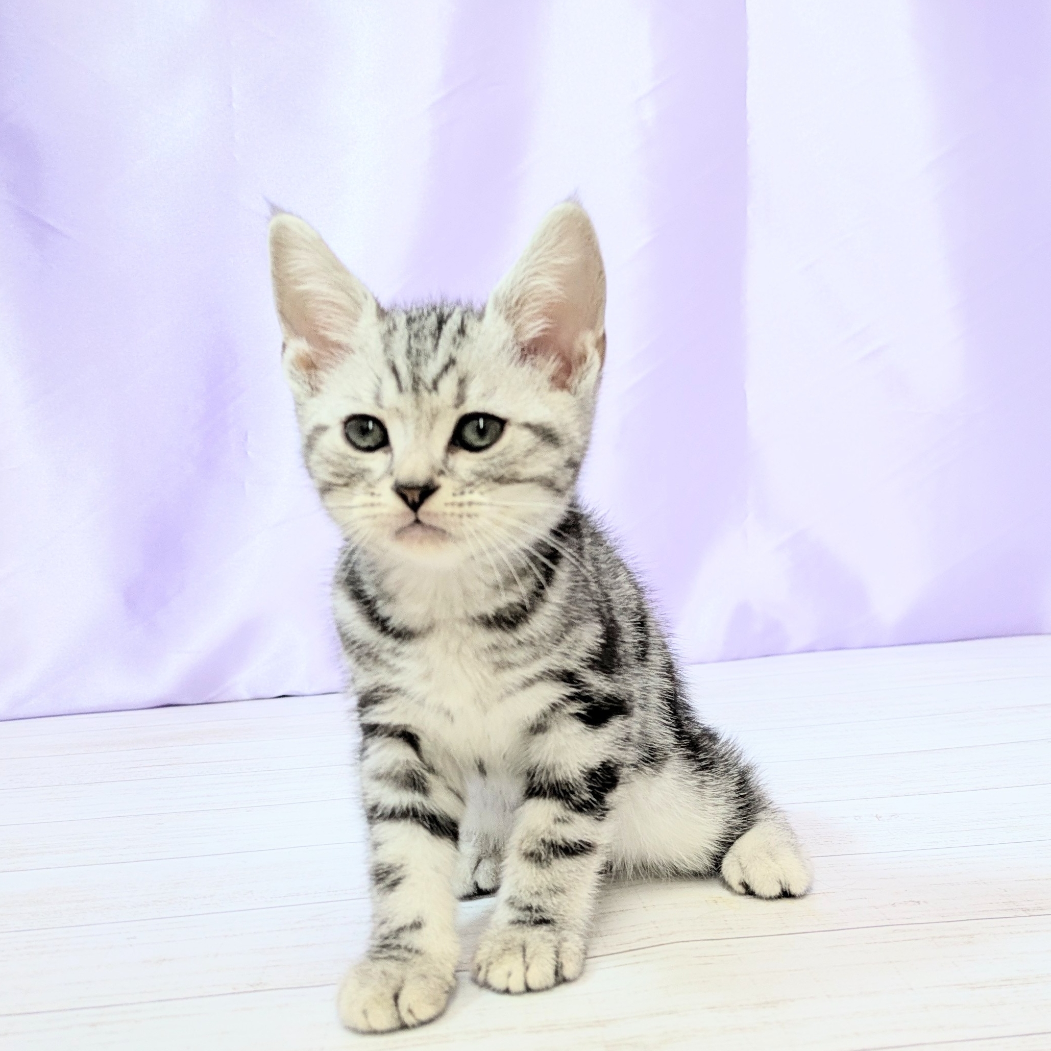 兵庫県のアメリカンショートヘアー (犬の家＆猫の里尼崎店/2025年9月7日生まれ/男の子/シルバータビー)の子猫