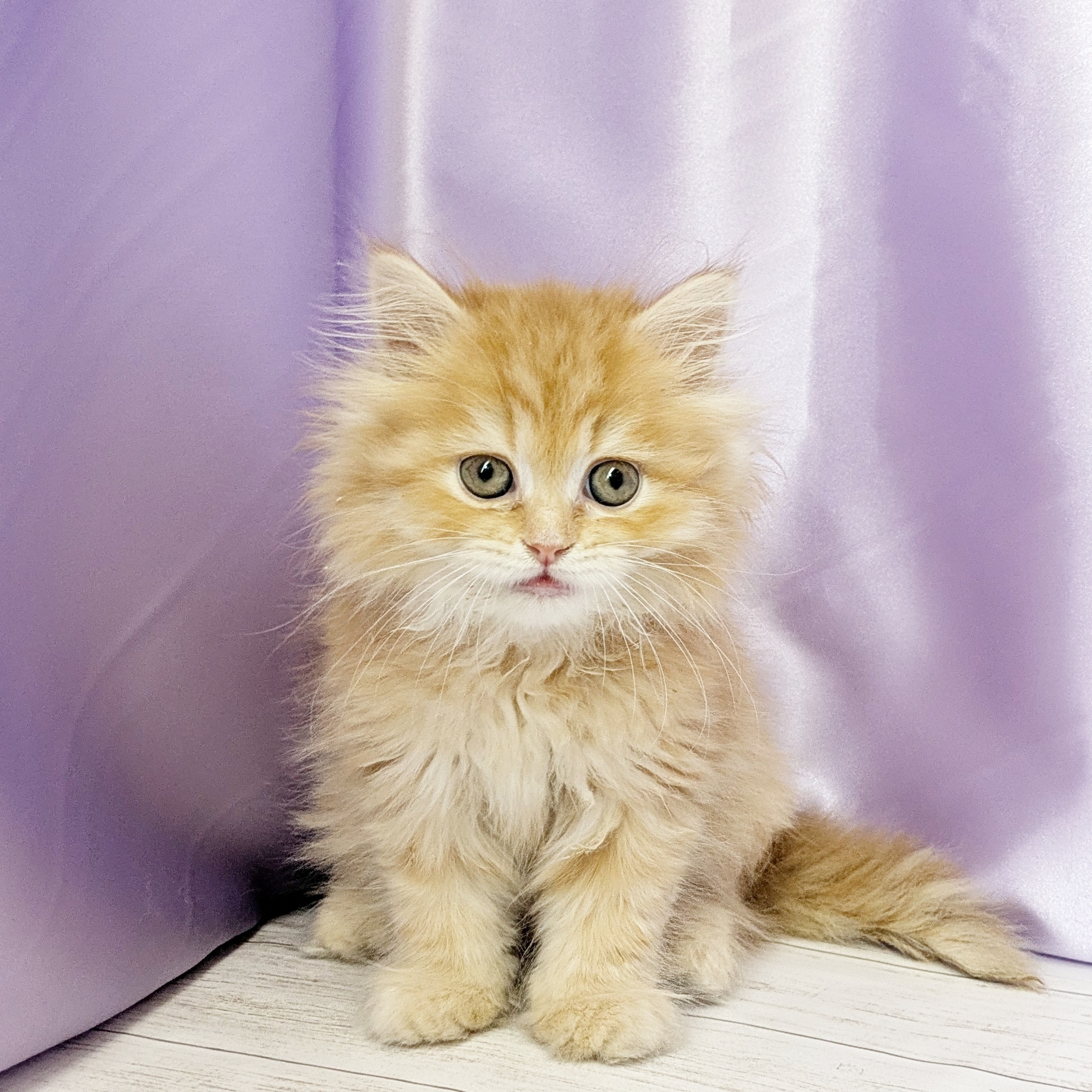 兵庫県のミヌエット (犬の家＆猫の里尼崎店/2025年9月10日生まれ/女の子/レッドタビーホワイト)の子猫の1枚目の画像