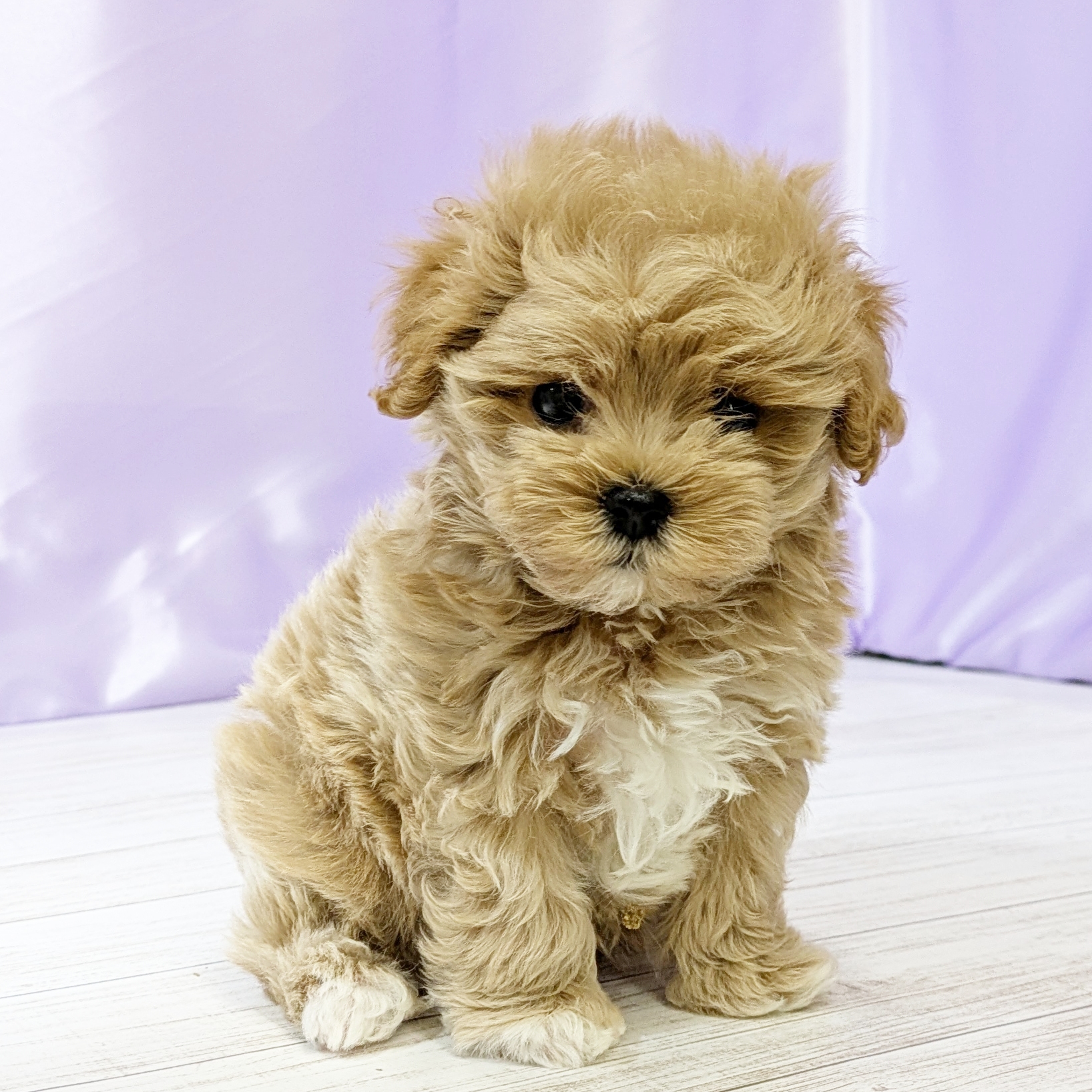 兵庫県のマルプー(マルチーズ×プードル) (犬の家＆猫の里尼崎店/2025年9月15日生まれ/男の子/クリーム)の子犬の1枚目の画像